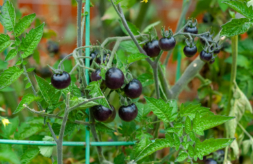 Black cherry tomatoes growing on a vine with green leaves in a garden.