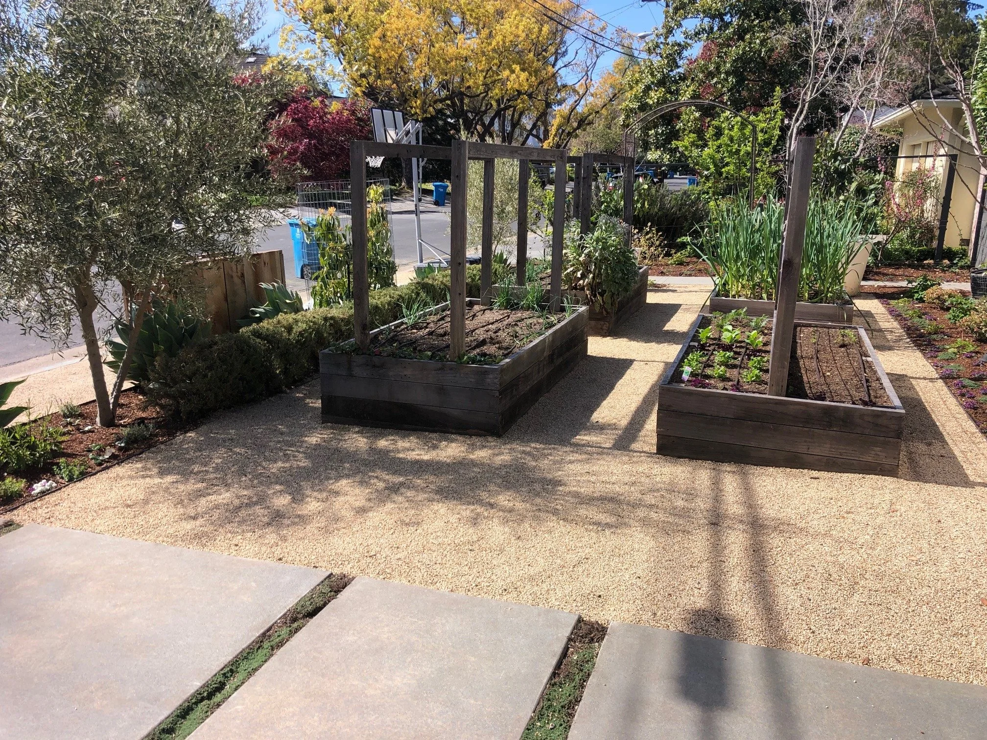 Front yard vegetable garden with raised beds, wire trellises, and gravel pathways bordered by olive trees -- Orchard Keepers