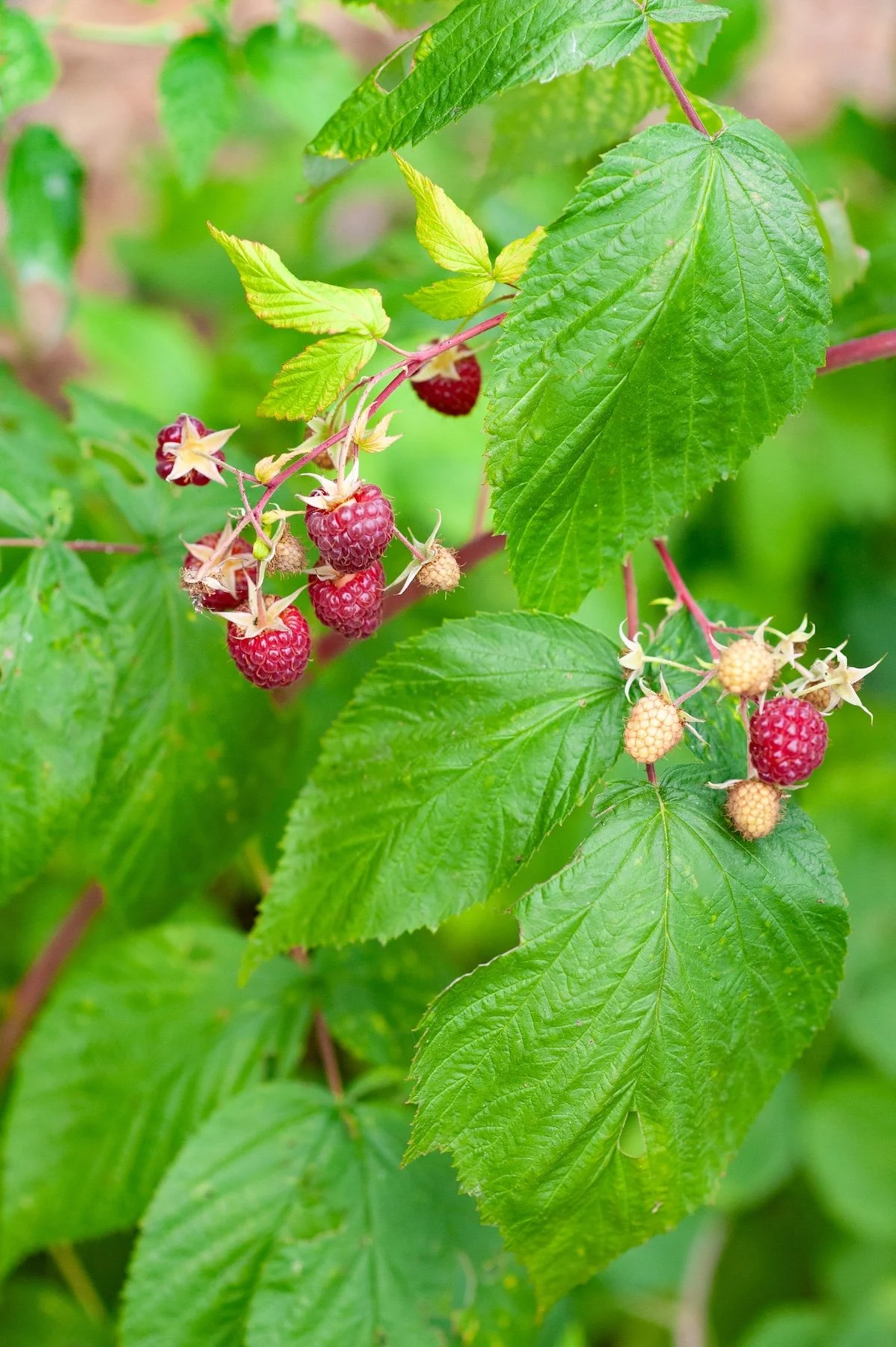 Close-up of ripe red raspberries growing on a cane with green leaves - Orchard Keepers