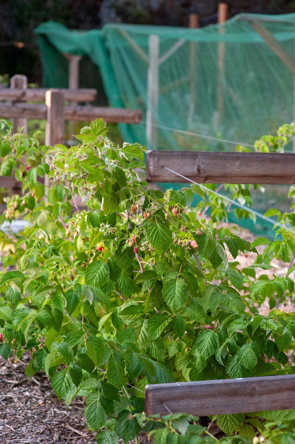 Yellow flowers growing in a mulched garden bed with green netting in the background - Orchard Keepers