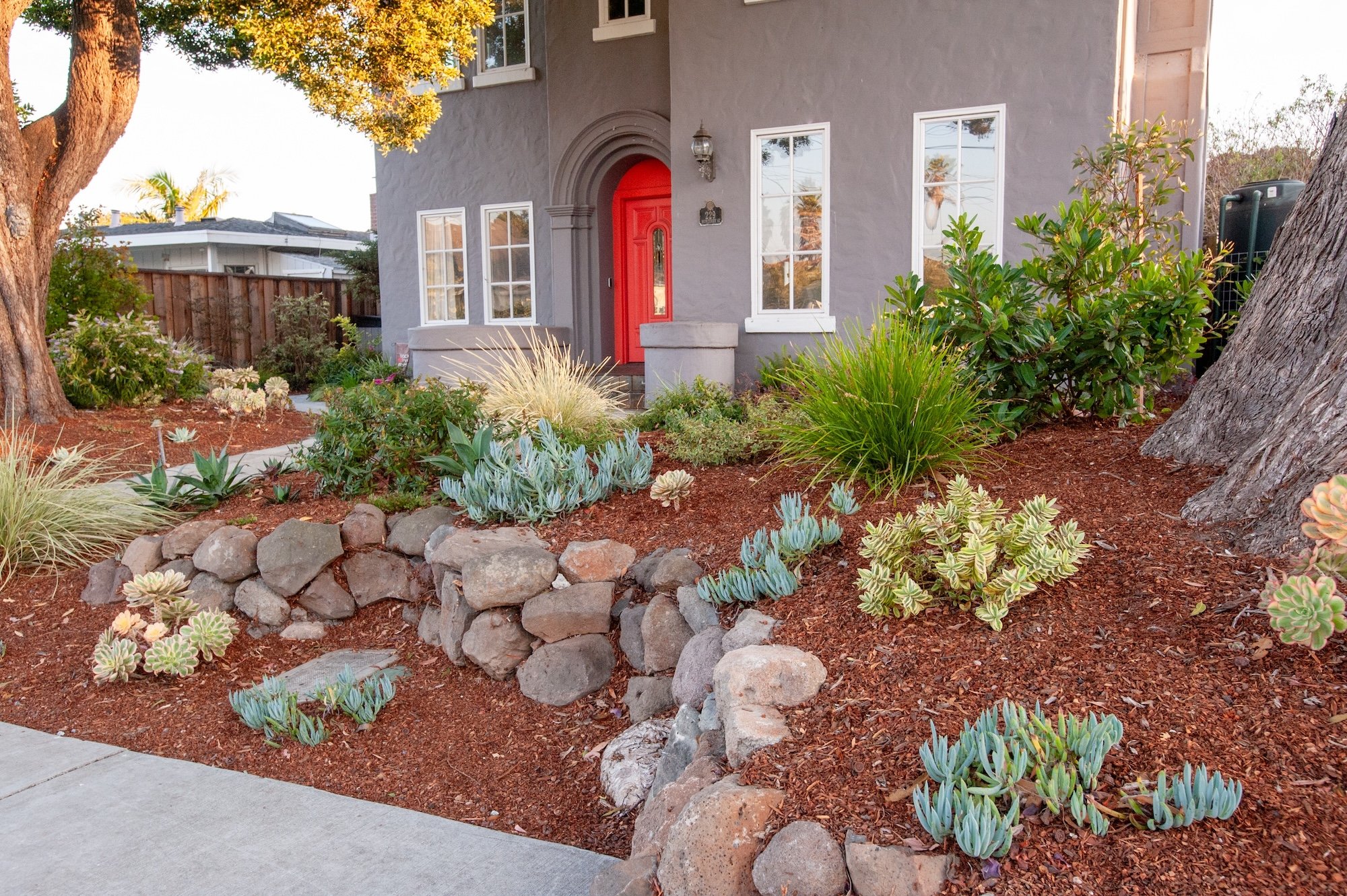 Front yard garden with various drought-tolerant plants, succulents, and a rock border in front of a grey house with a red front door and white window frames, with a sidewalk in the foreground.