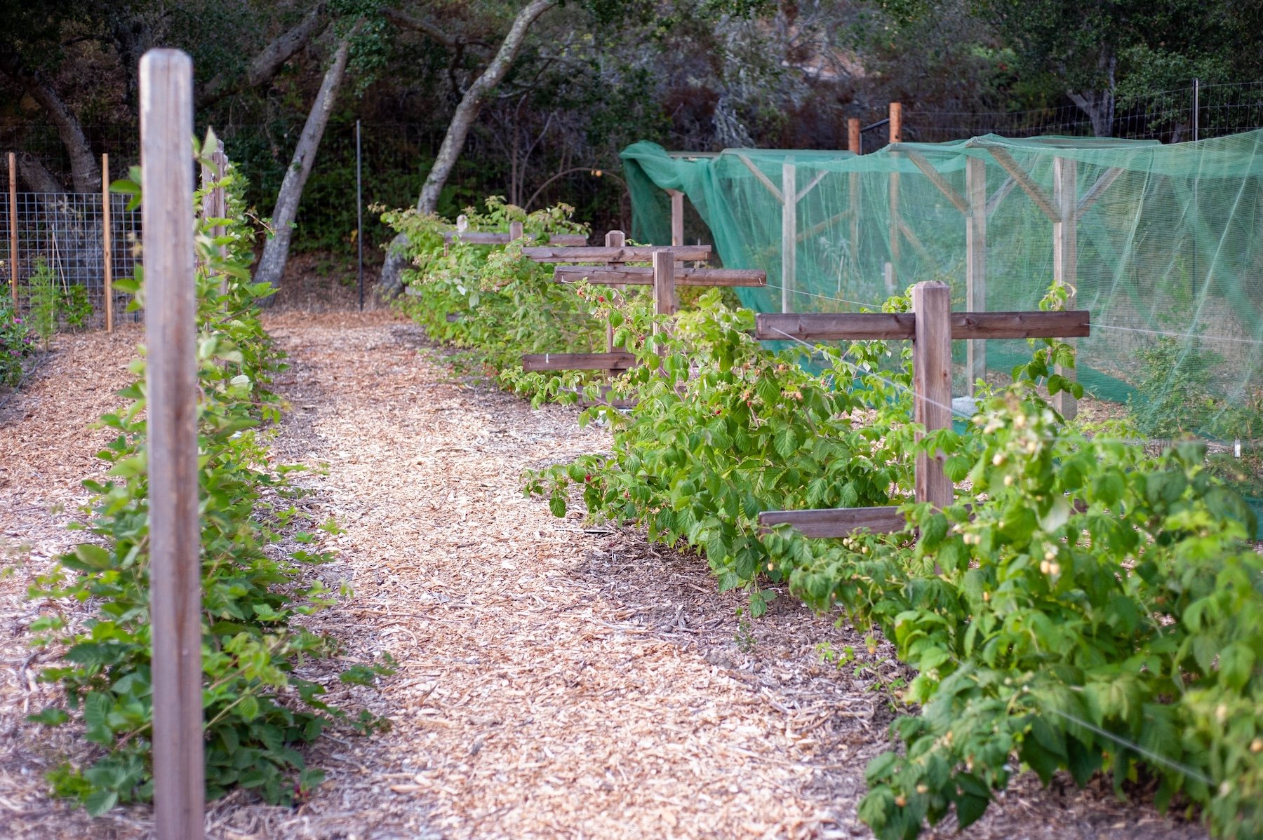 Mulching beds, green plants, and netting to protect crops -- Orchard Keepers