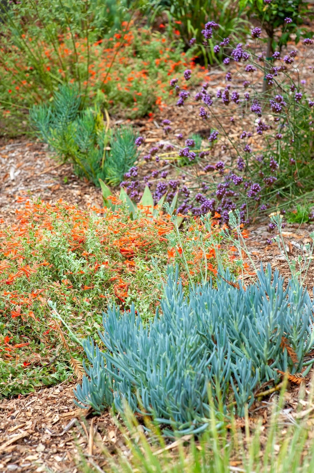 Close-up of orange kniphofia and purple salvia flowers planted with blue-gray succulents - Orchard Keepers
