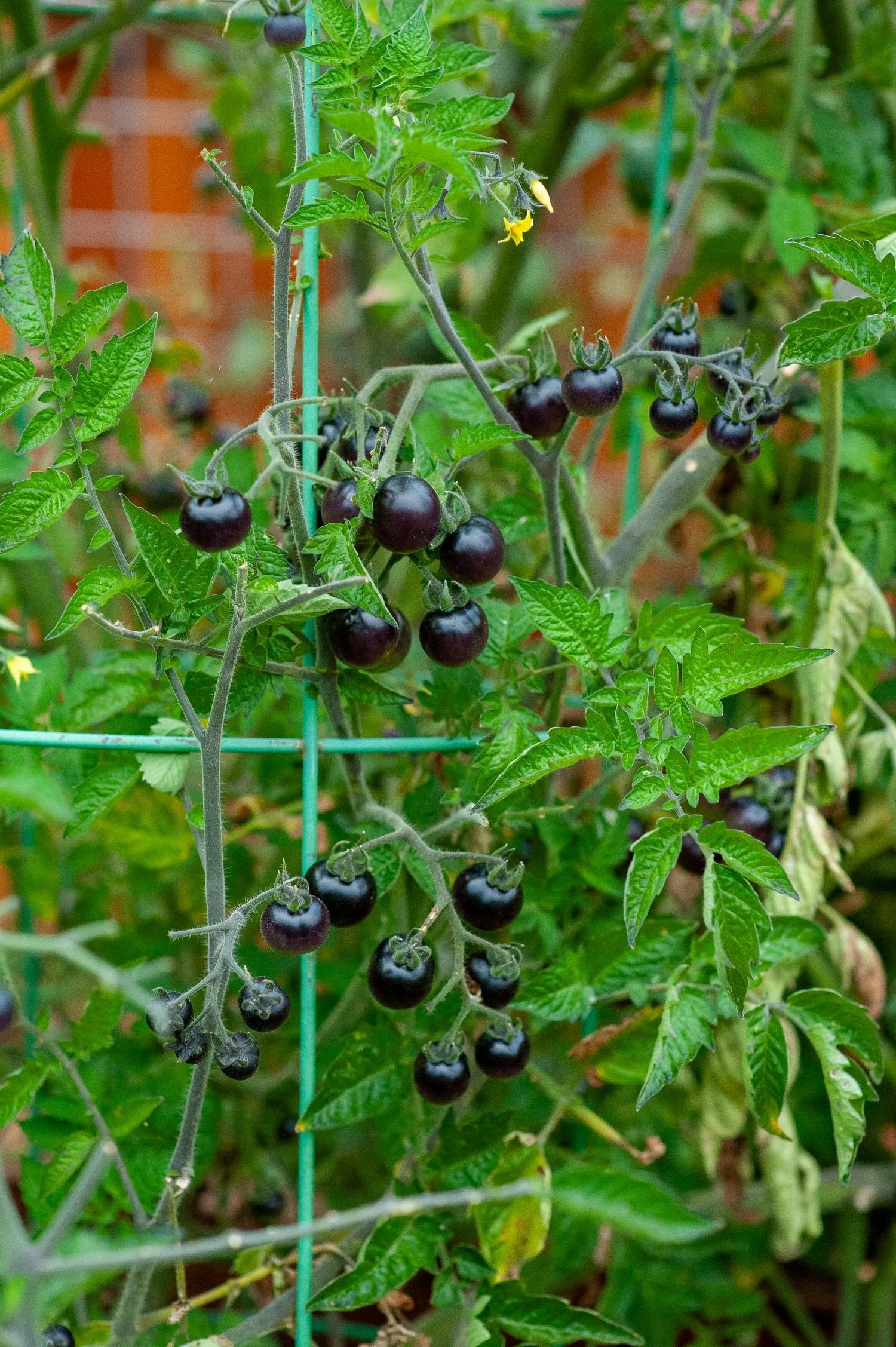 Black cherry tomatoes ripening on a staked vine against a brick wall — Orchard Keepers