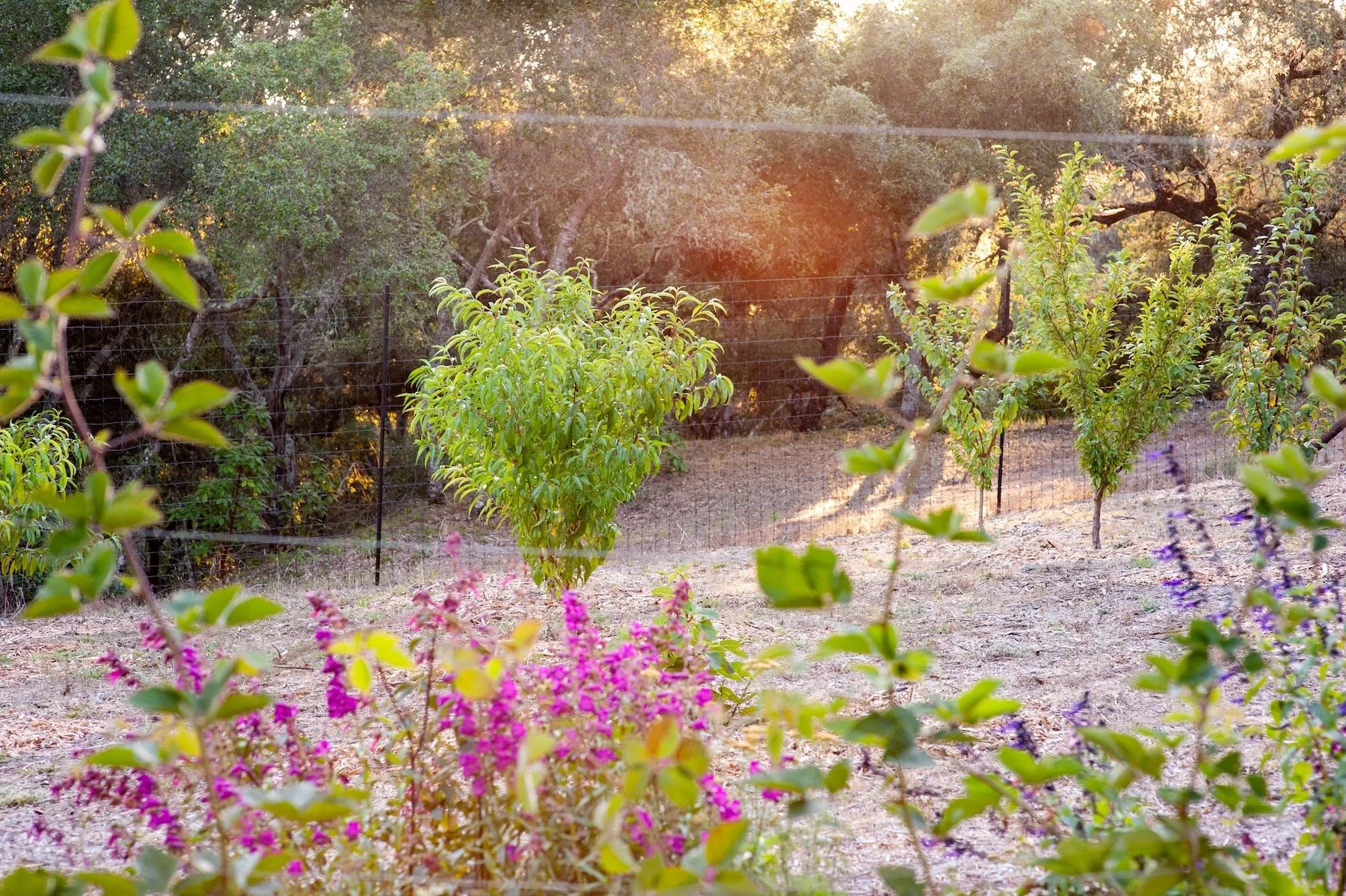 Purple and magenta salvia flowers blooming along a garden bed with wire deer fencing -- Orchard Keepers