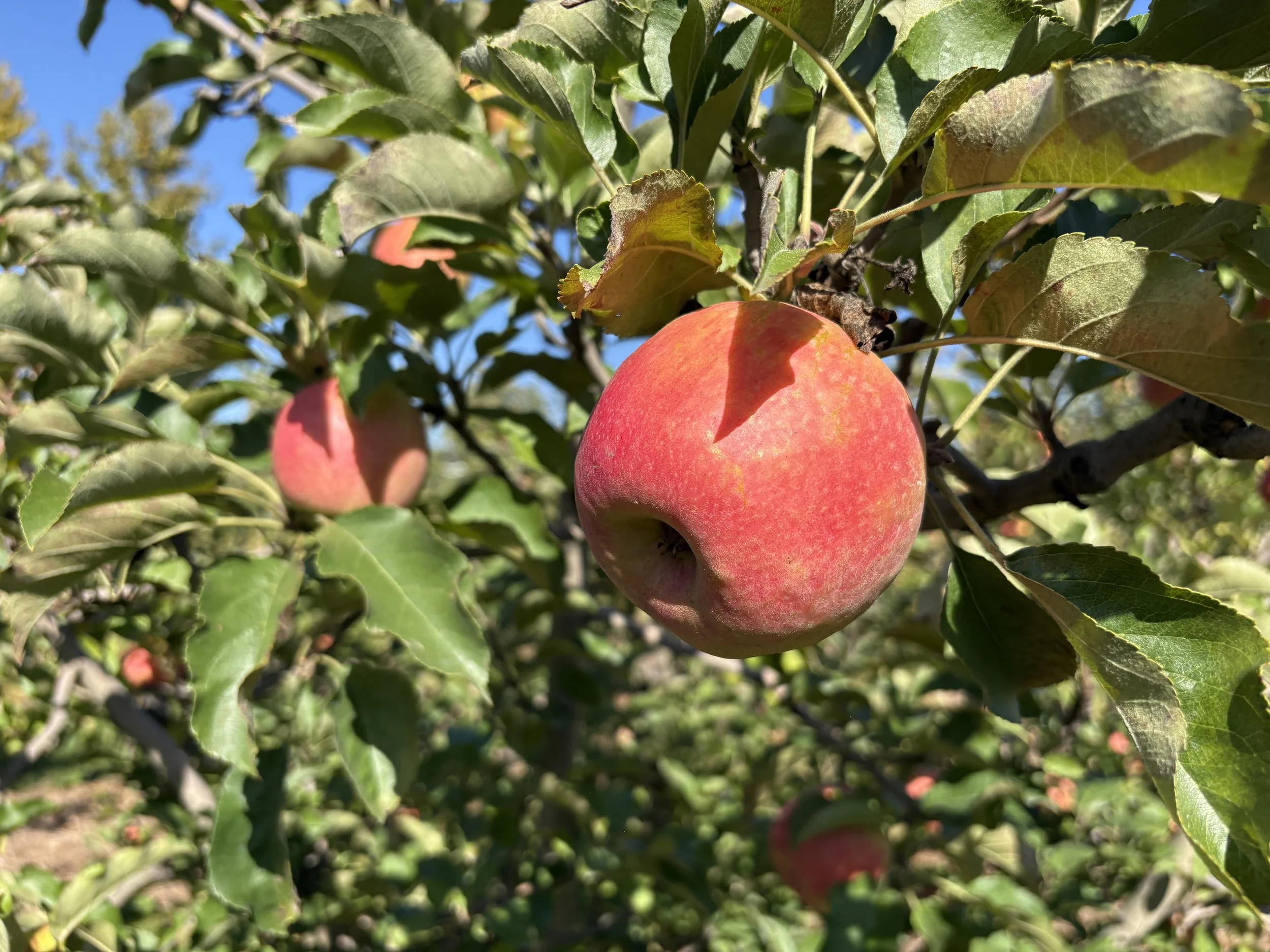 Red apple hanging from a tree branch surrounded by green leaves with a blue sky in the background.