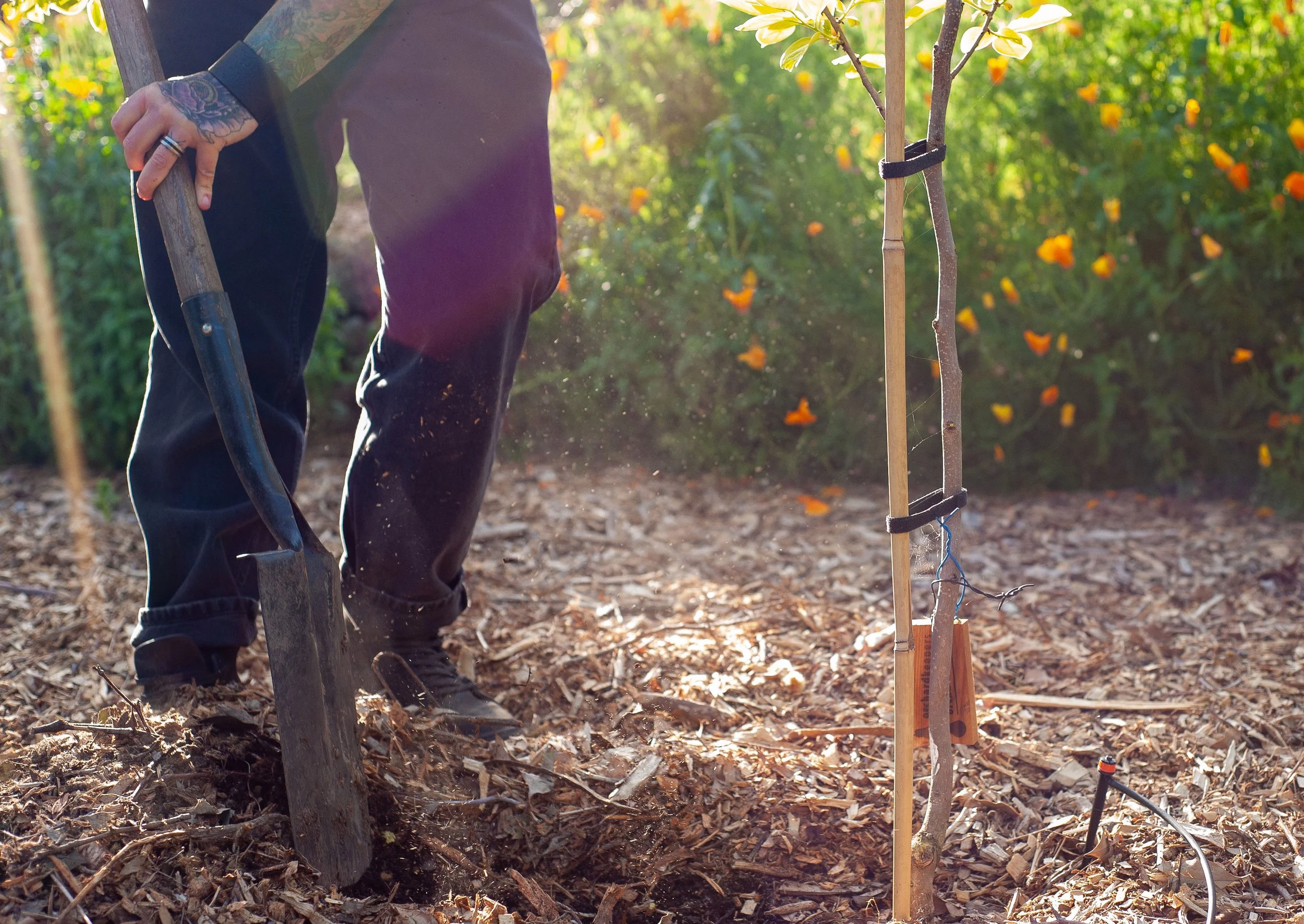 What Vegetable Garden Services Look Like When Someone Who Understands Soil Is Running the Program in Santa Cruz, CA, and the Surrounding Areas