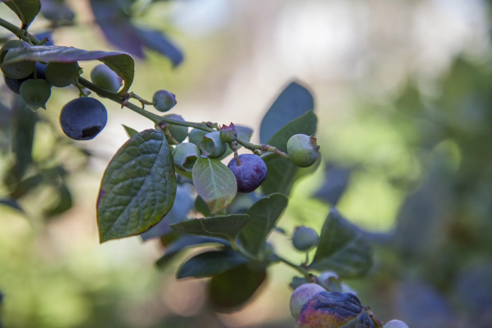 Close-up of a blueberry branch with ripening blueberries and green leaves, some turning purple, outdoors with blurred background.