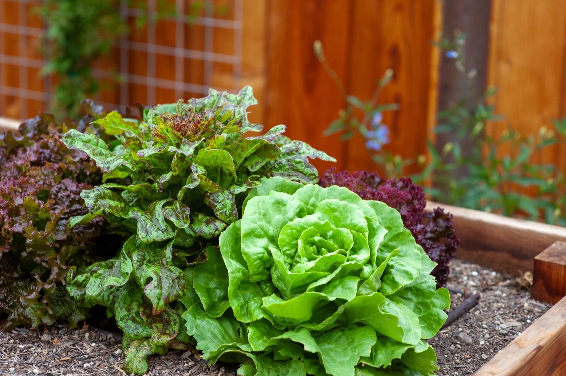 A garden bed with green and purple lettuce plants growing in the soil, surrounded by wooden borders, with a wooden fence and green plants in the background.
