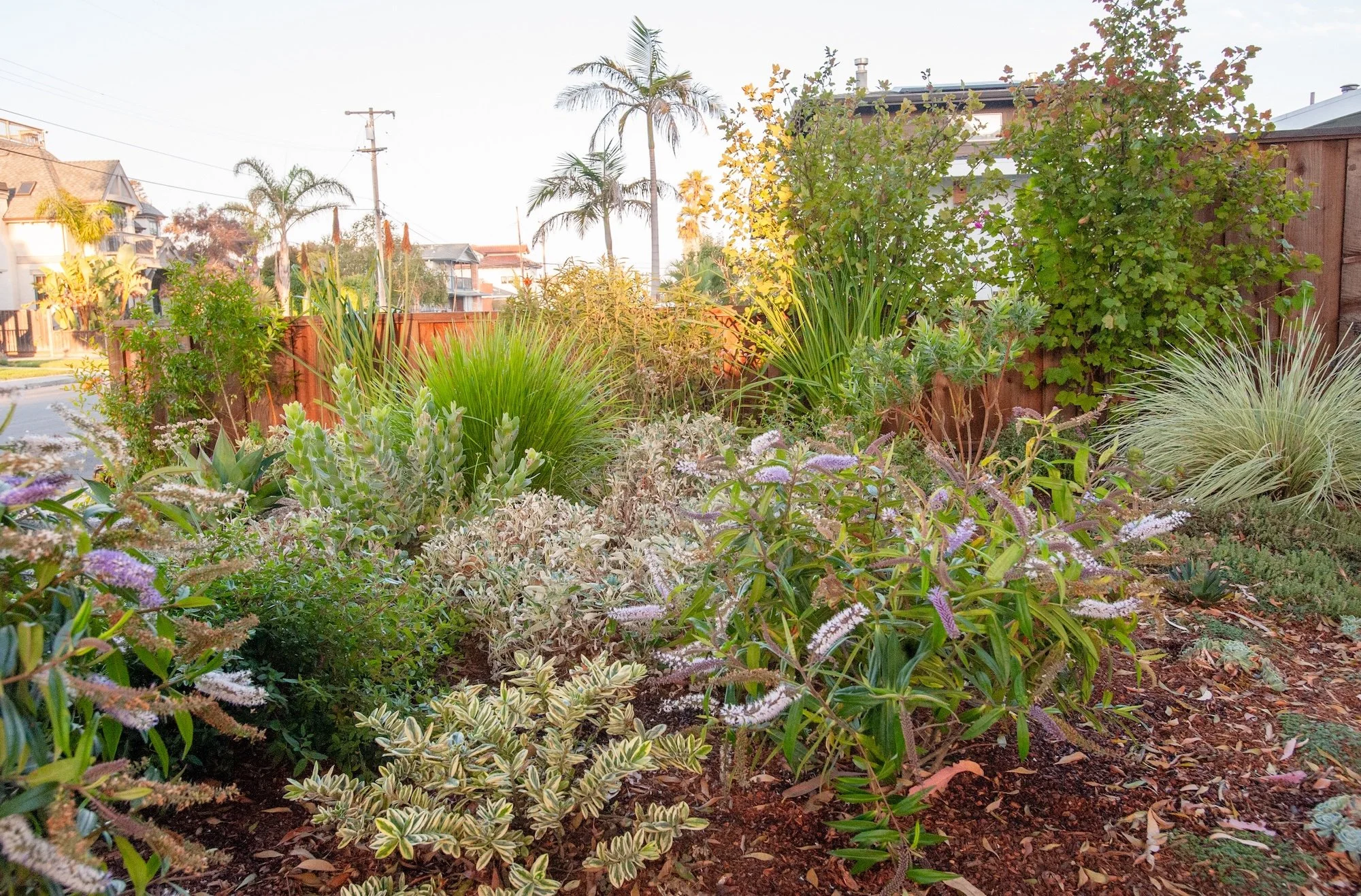 Front yard landscape with succulents, ornamental grasses, mulch planting beds -- Orchard Keepers