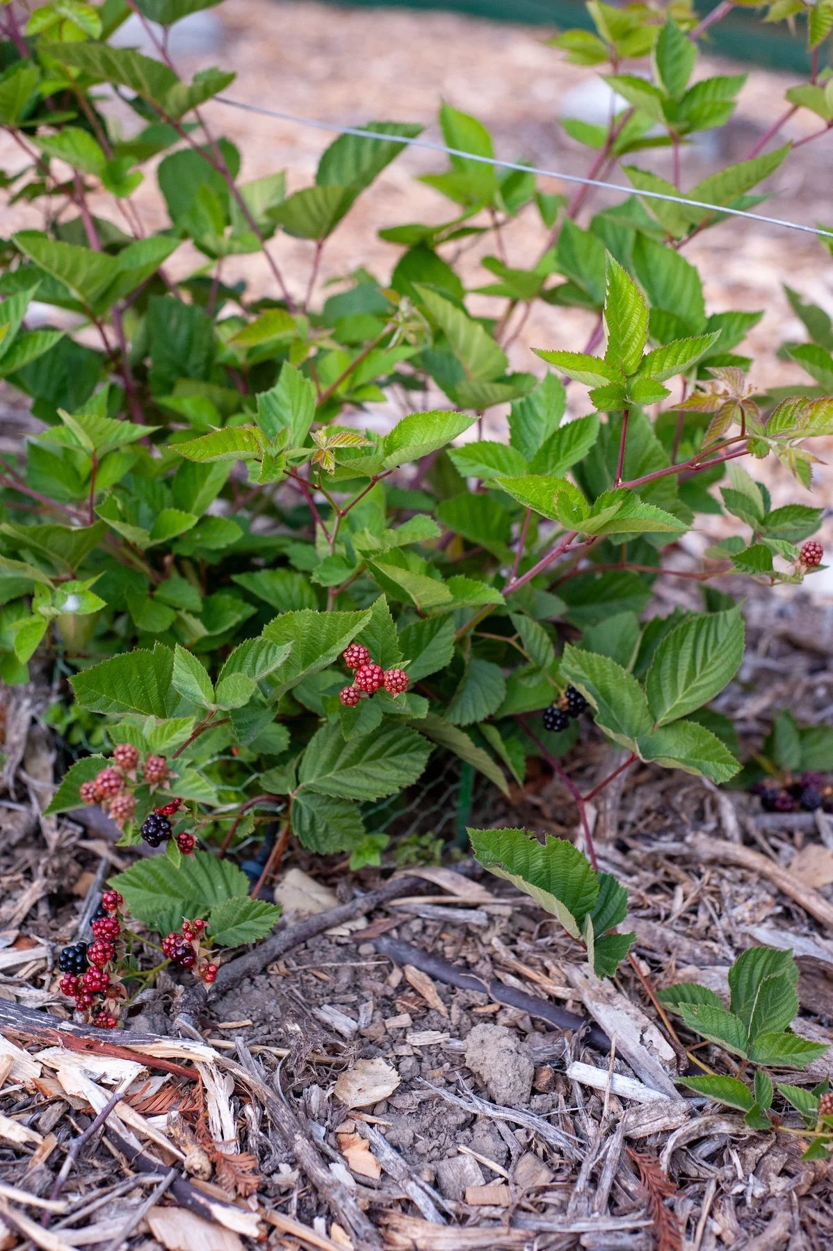 Dry mulch and green plantings in residential garden -- Orchard Keepers