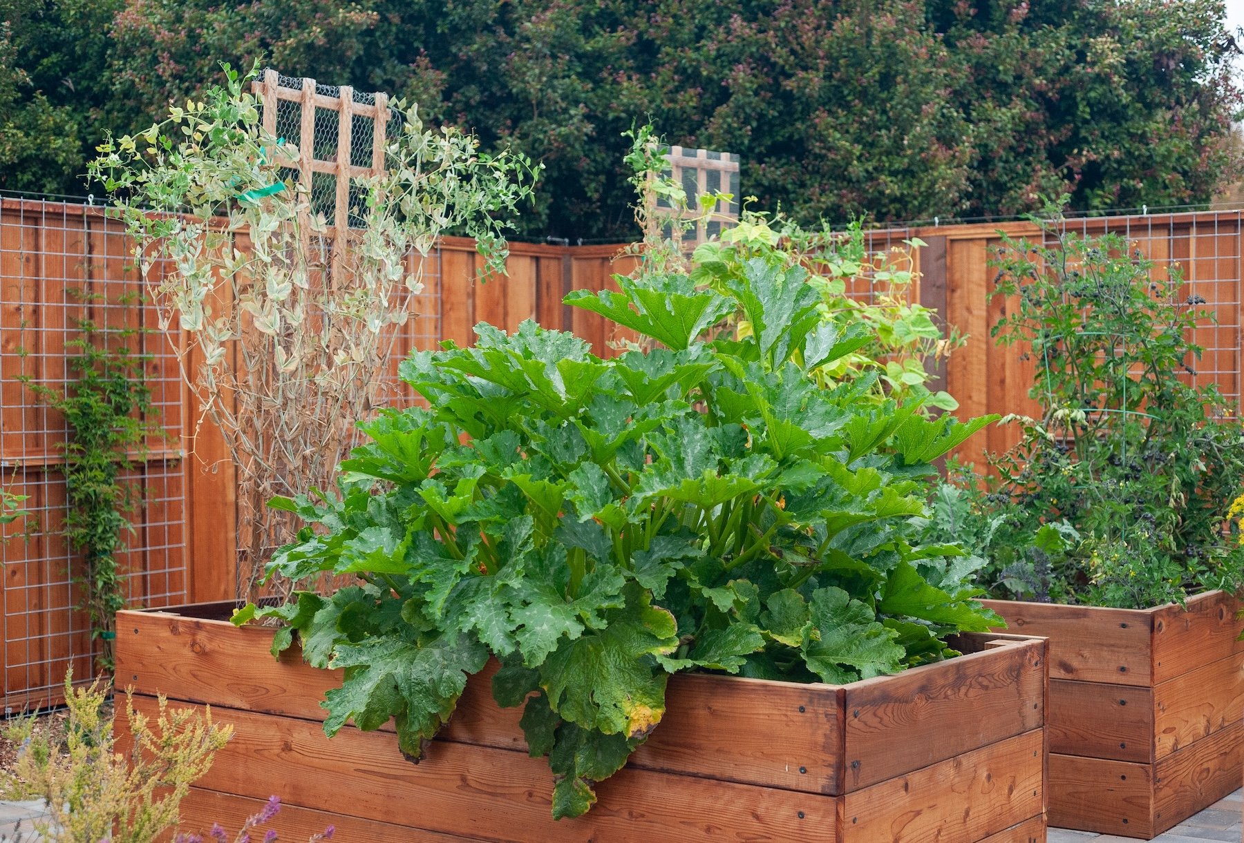 A backyard garden with wooden planter boxes filled with lush green plants, including a large leafy plant in the foreground. The background features a wooden fence with wire trellises and some trees beyond.