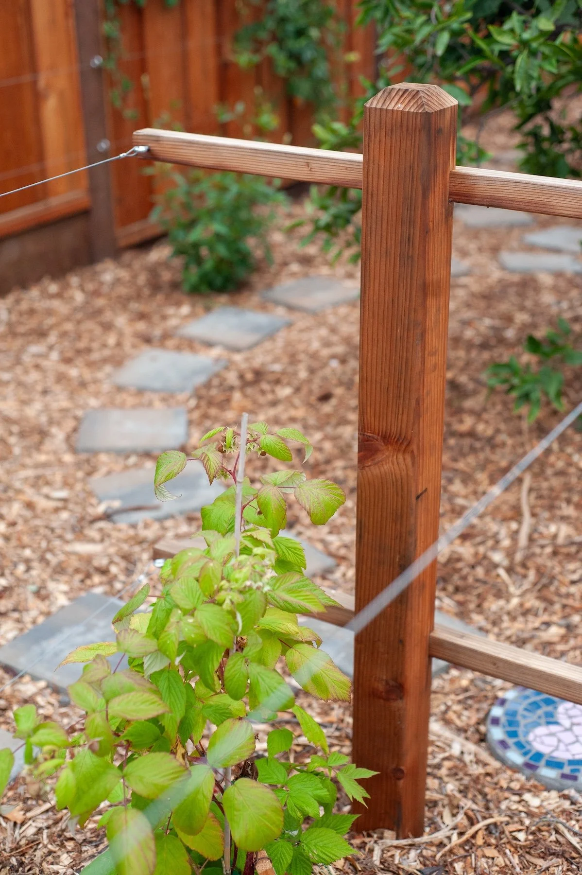 Wooden fence post with wire cable support for a young climbing plant in a mulched garden bed -- Orchard Keepers