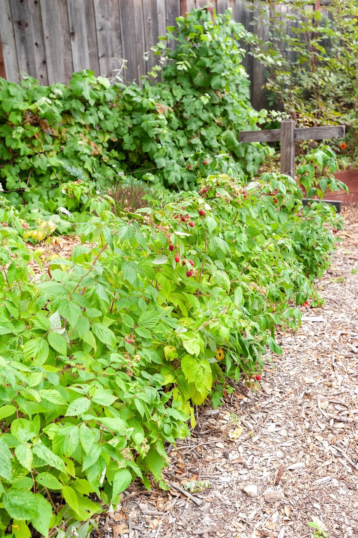 Row of ripening raspberry bushes growing along a wooden fence with wood chip mulch pathway - Orchard Keepers