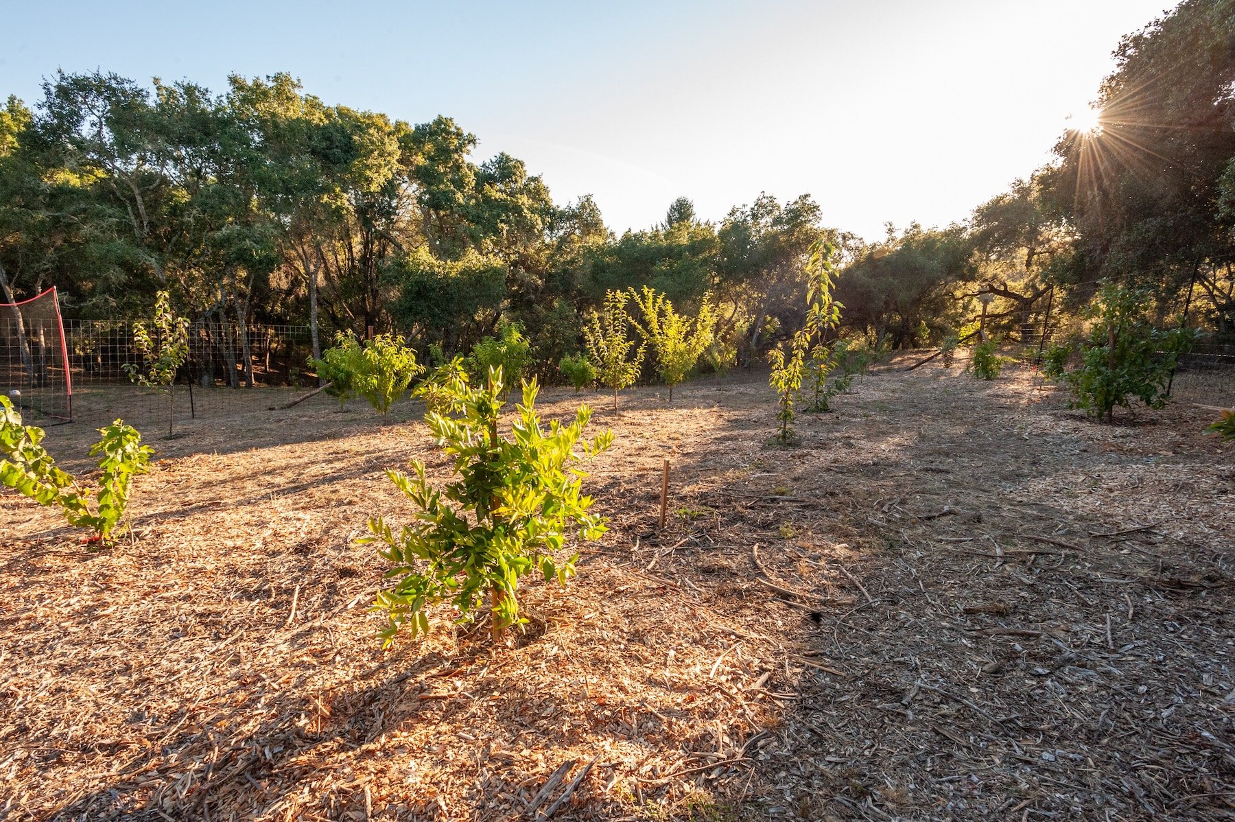 Row of young fruit trees mulched with wood chips in an open orchard -- Orchard Keepers