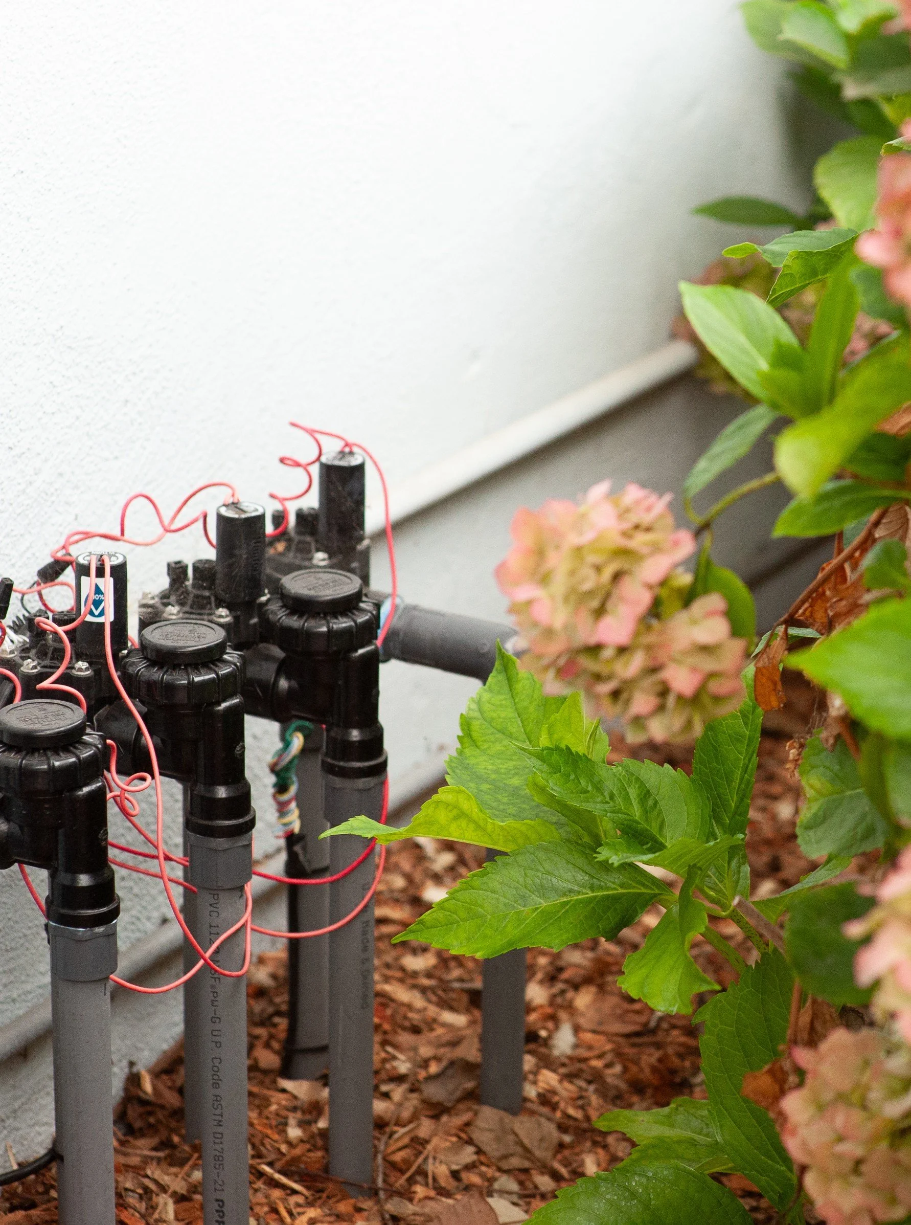 Irrigation valve manifold installed beside blooming pink hydrangeas along a house wall — Orchard Keepers