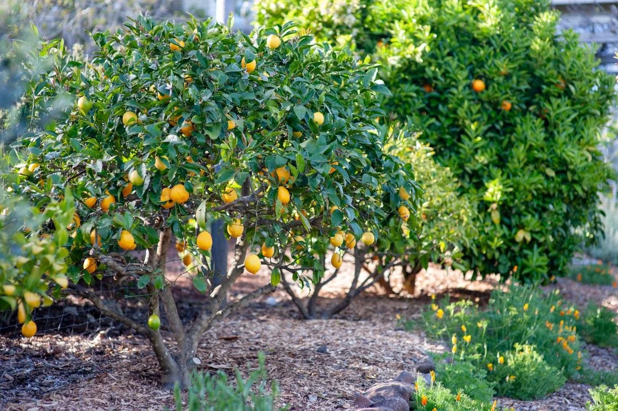 Home orchard care near Portola Valley, CA - lemon and citrus trees tended by Orchard Keepers