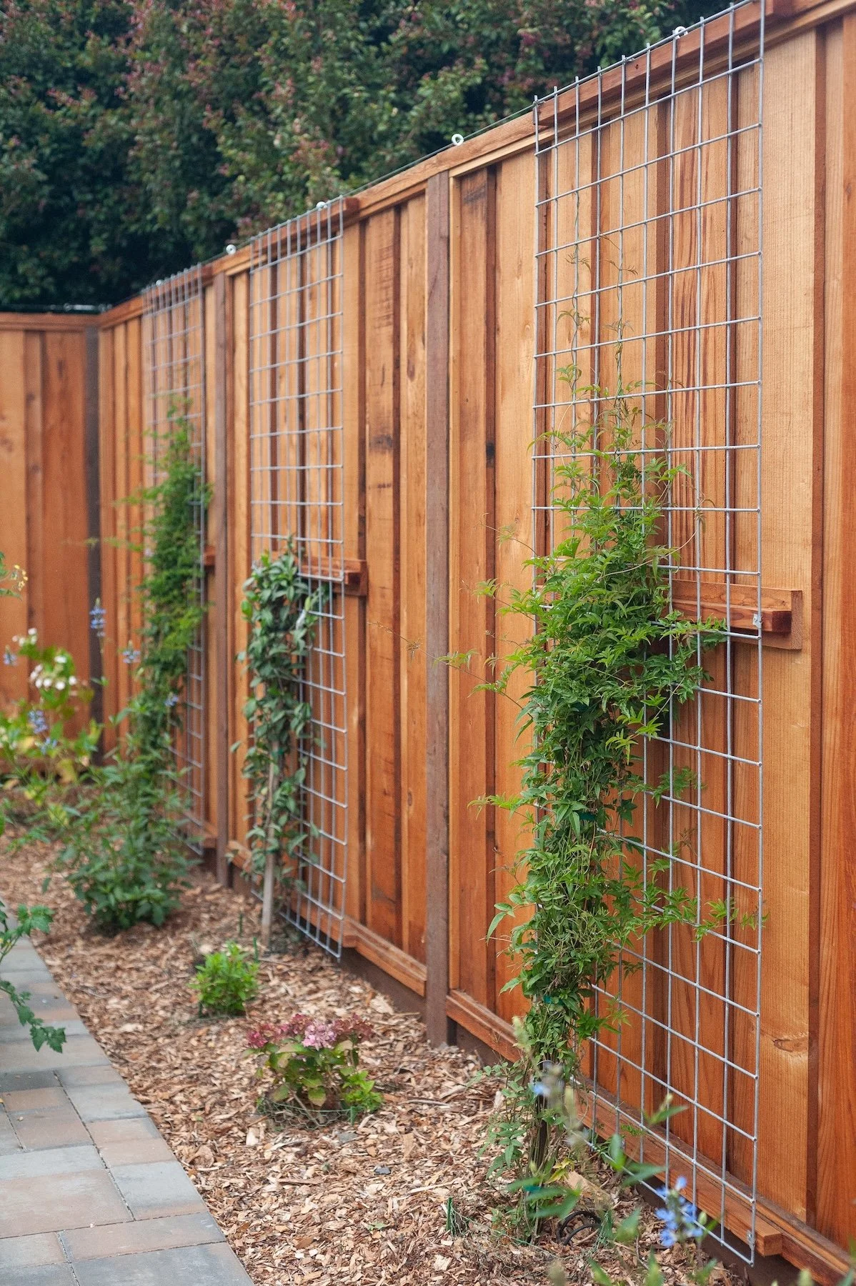 Cedar fence corner with wire trellis netting for climbing plants in a mulched garden bed -- Orchard Keepers