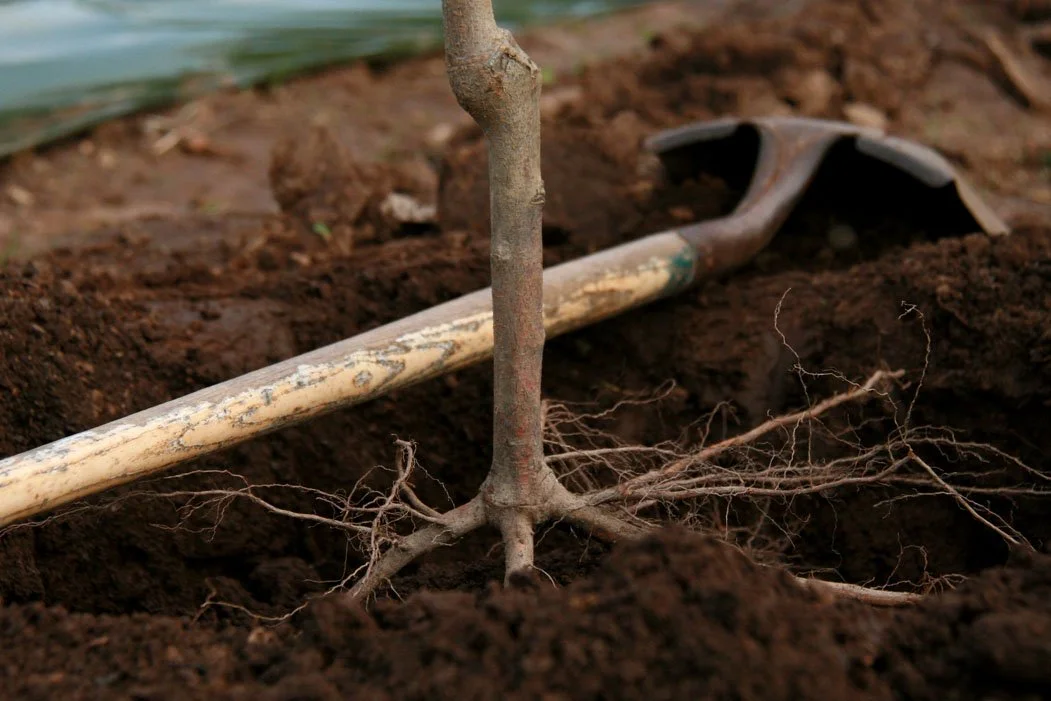 What a Fruit Tree Care Company Does Through the Year in Santa Cruz, CA