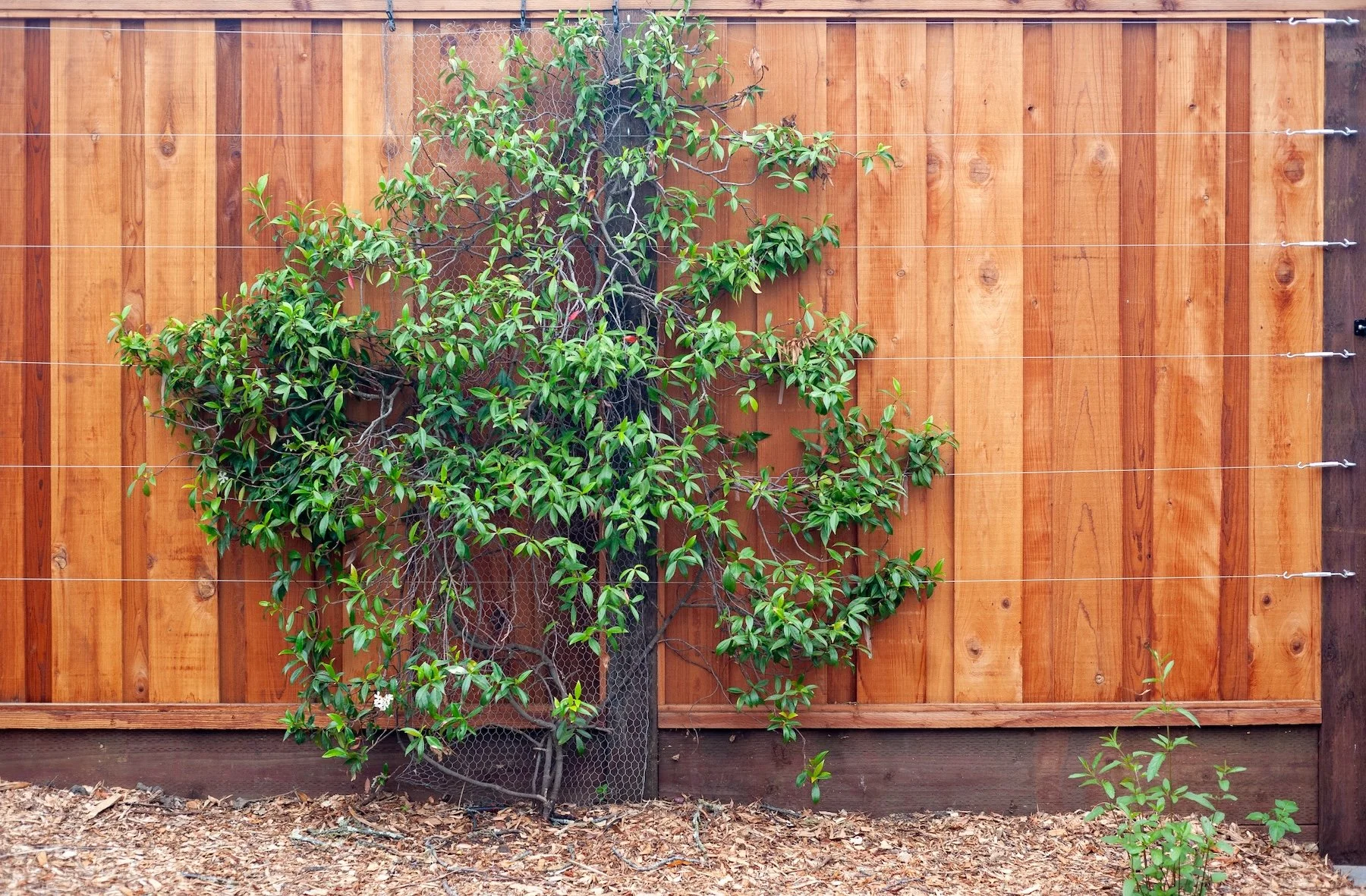 Espaliered fruit tree trained flat against a cedar fence with wire support -- Orchard Keepers