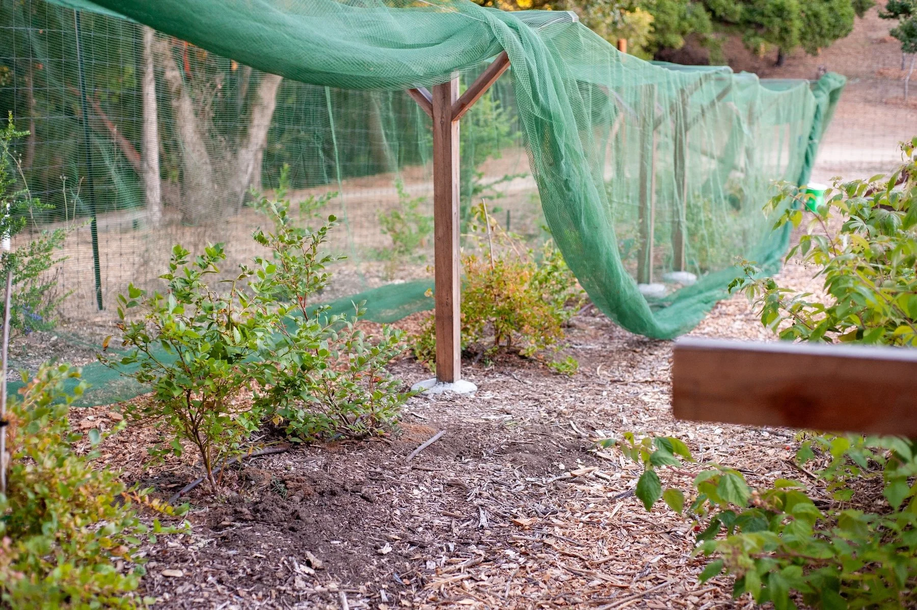 Mulching beds and green netting -- Orchard Keepers