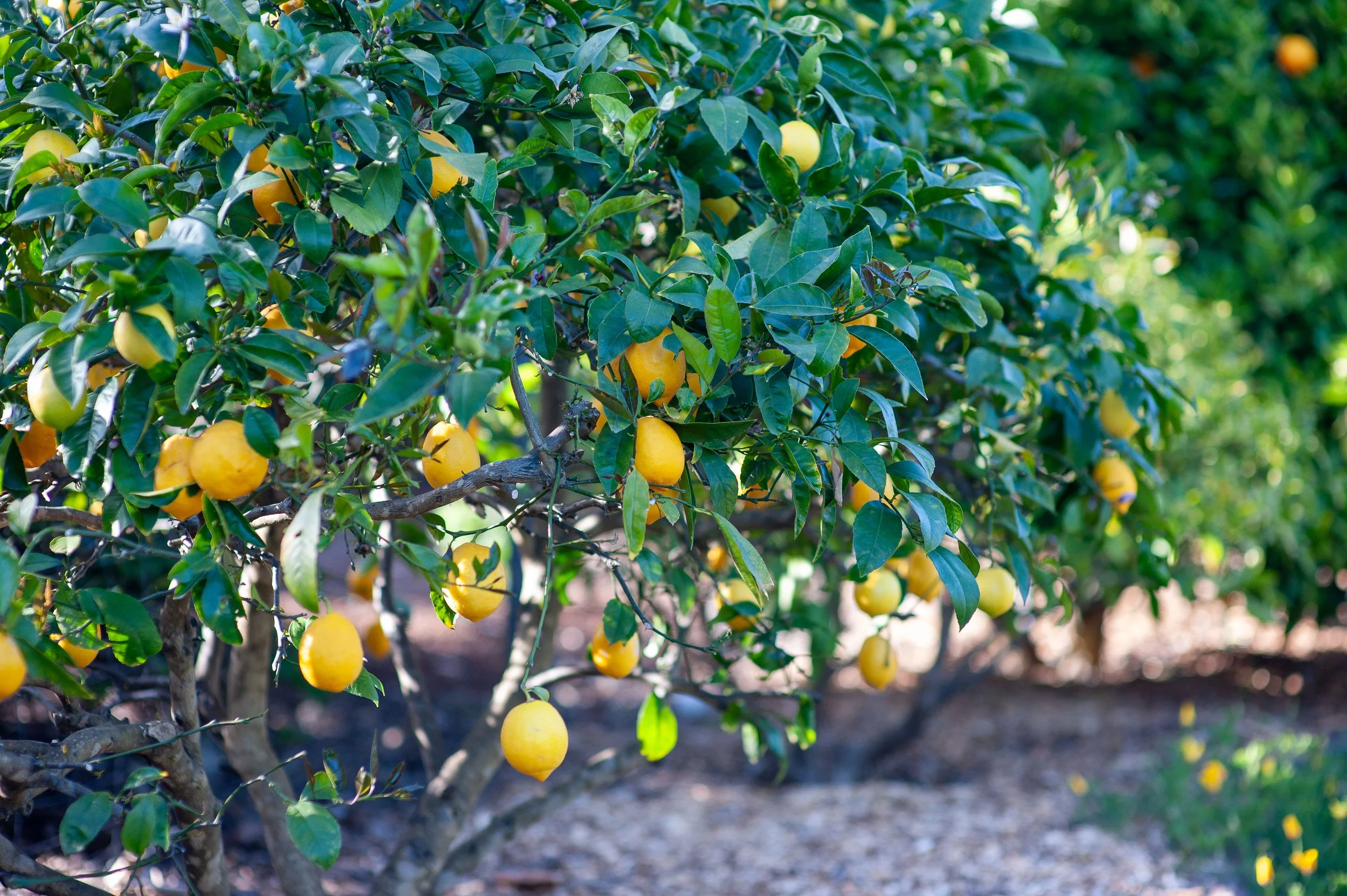 How a Fruit Tree Specialist Builds a Home Orchard That Actually Produces Year After Year