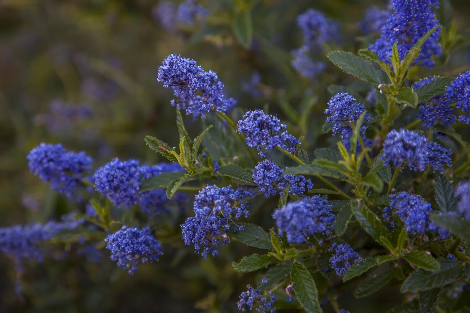 Close-up of vibrant purple-blue flowers with green leaves, possibly a type of Veronicas or similar flowering shrub.