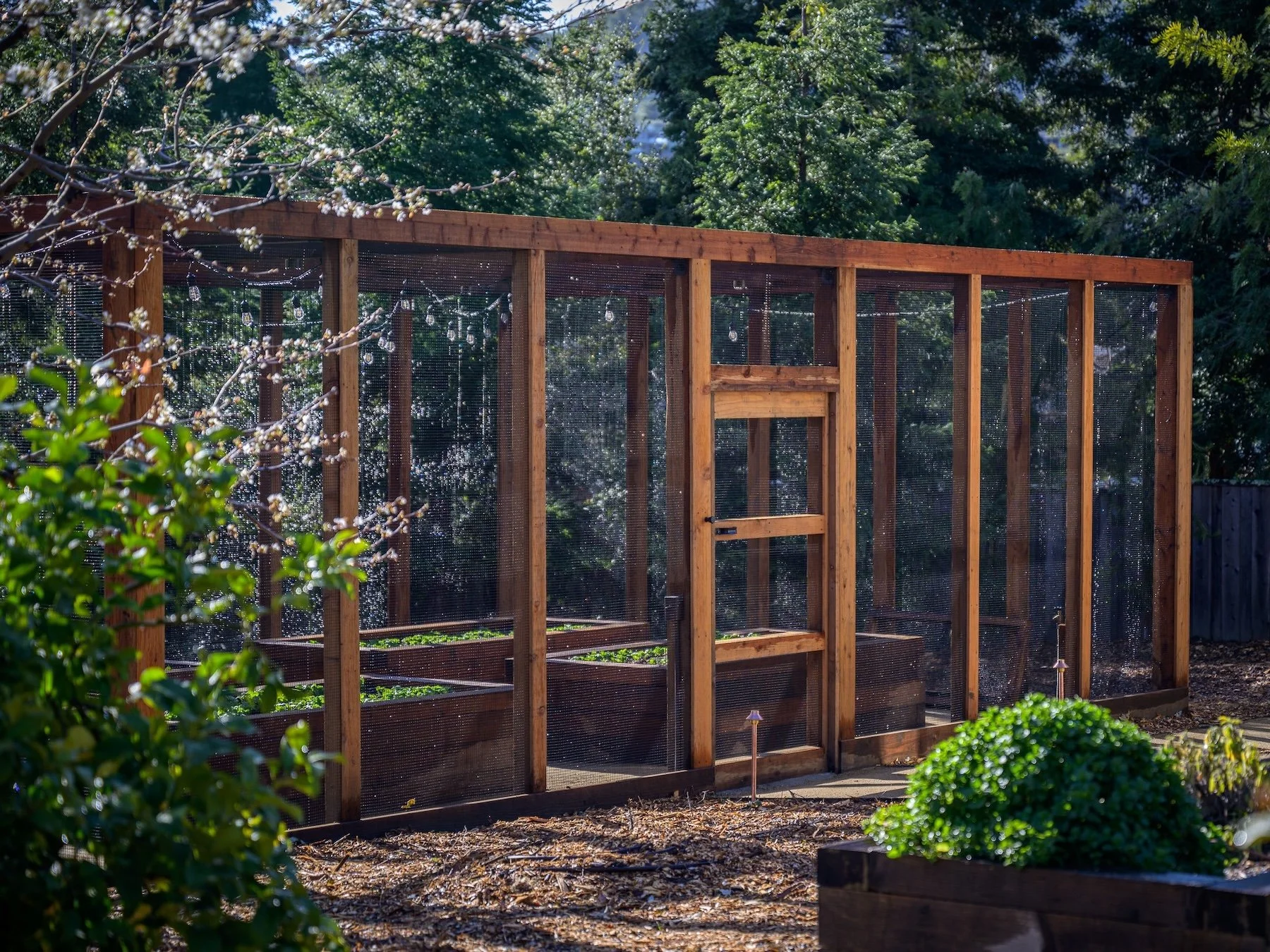 Wire-mesh enclosed garden structure with raised beds for protecting plants from wildlife - Orchard Keepers