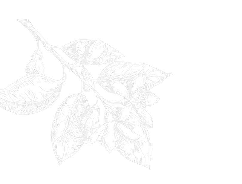 Black and white illustration of a sprig with several leaves and flowers.