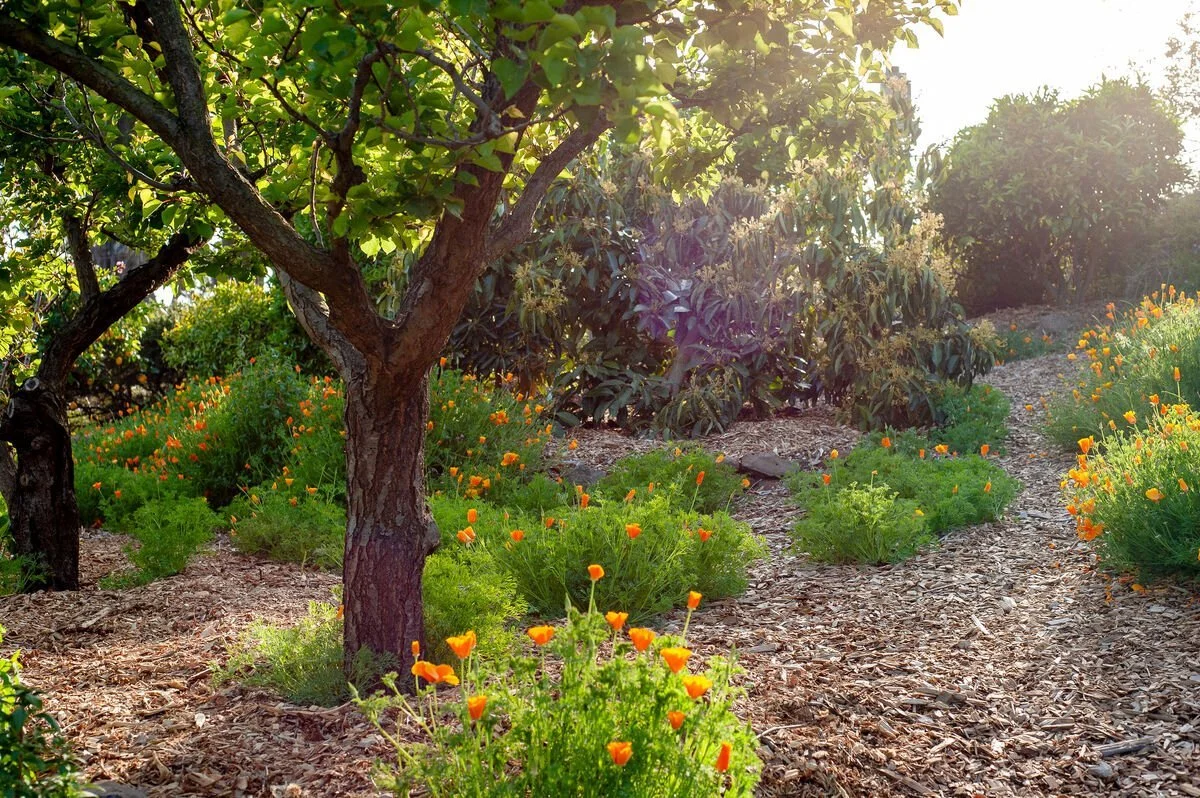 Edible landscape installation company transforming a backyard in Santa Cruz County, CA