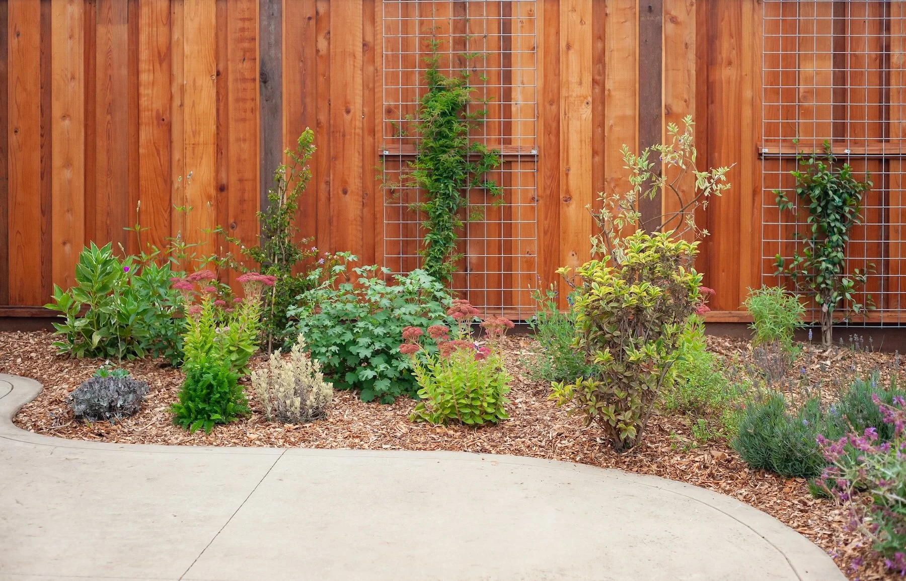 Curved concrete garden path lined with mixed perennial shrubs and mulch along a wood fence -- Orchard Keepers