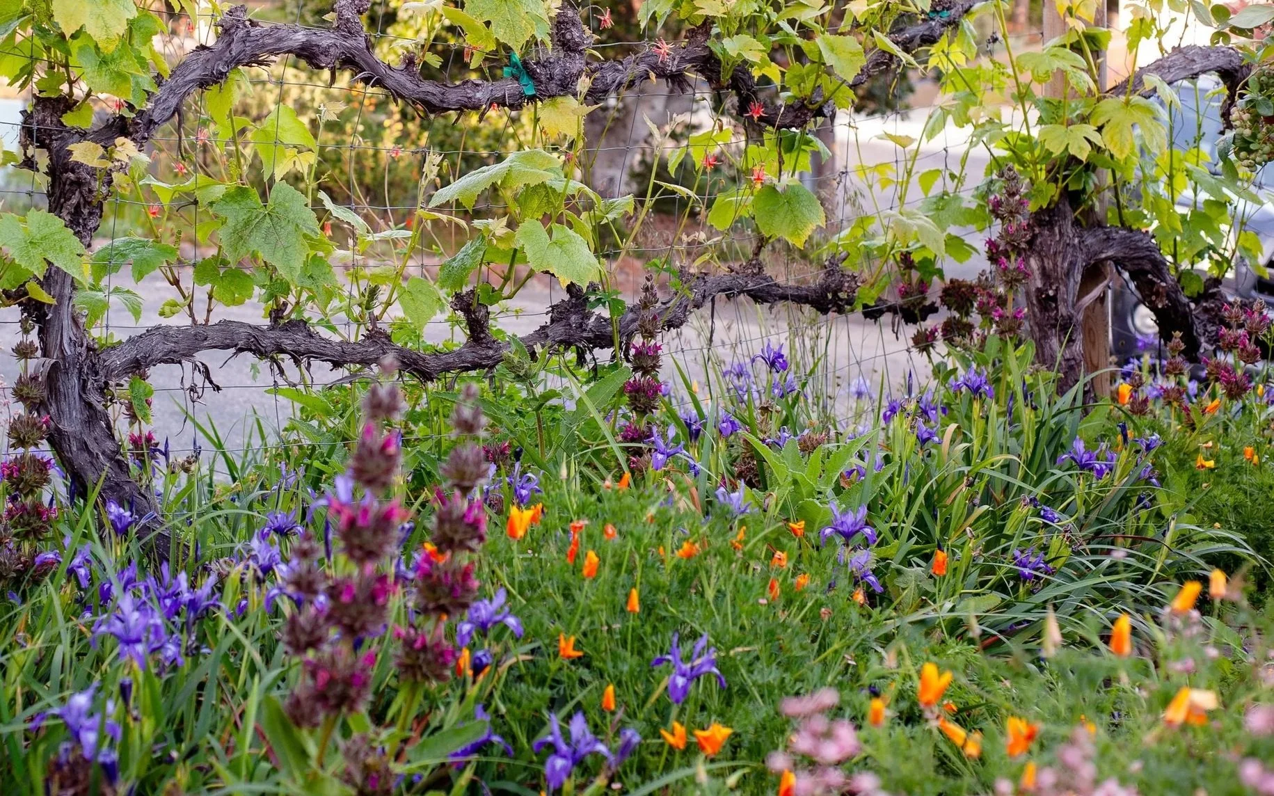 A garden scene with a grapevine supported by a wire trellis, surrounded by colorful flowers including purple irises, orange California poppies, and various other blooming plants.