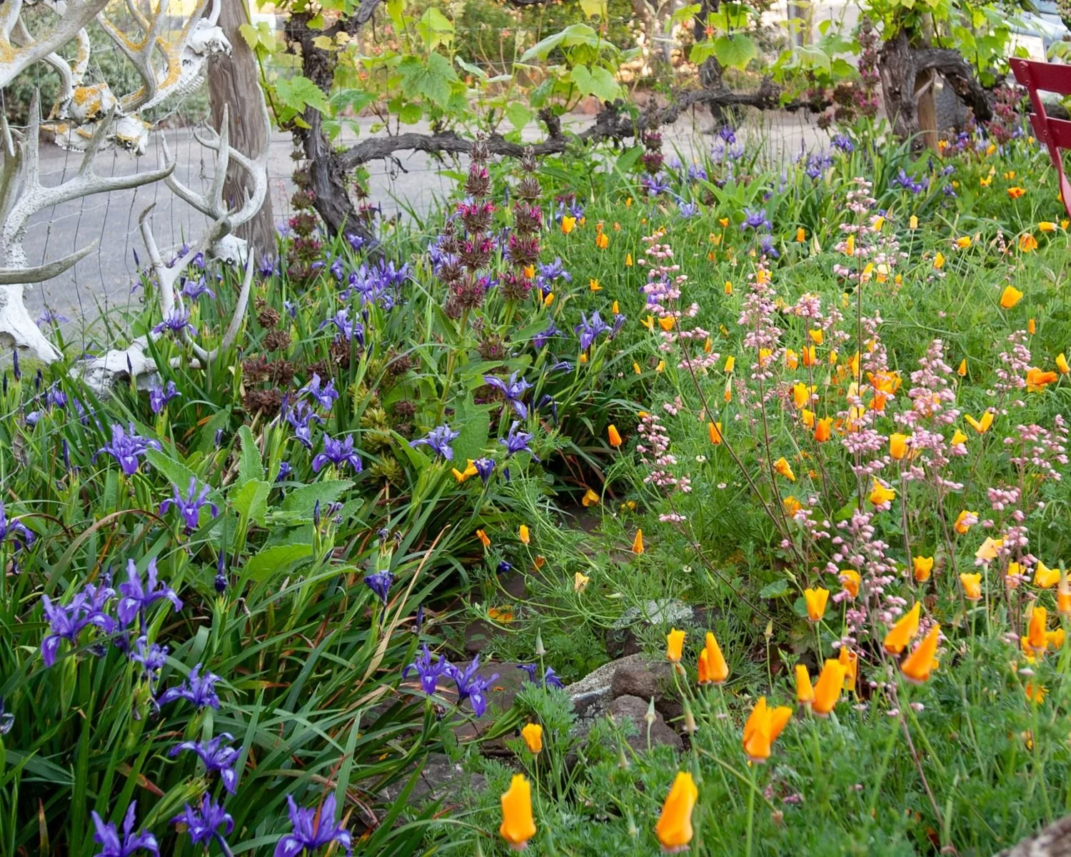 Purple blooms and orange poppies crowding a weathered millstone in a pollinator bed — Orchard Keepers