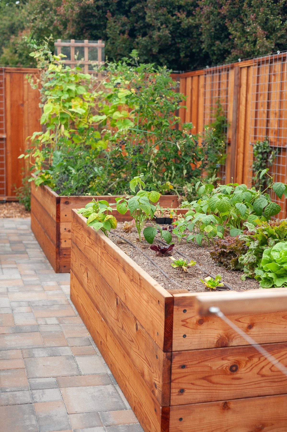 Wooden raised garden bed with wire trellis panel on a paver patio walkway -- Orchard Keepers