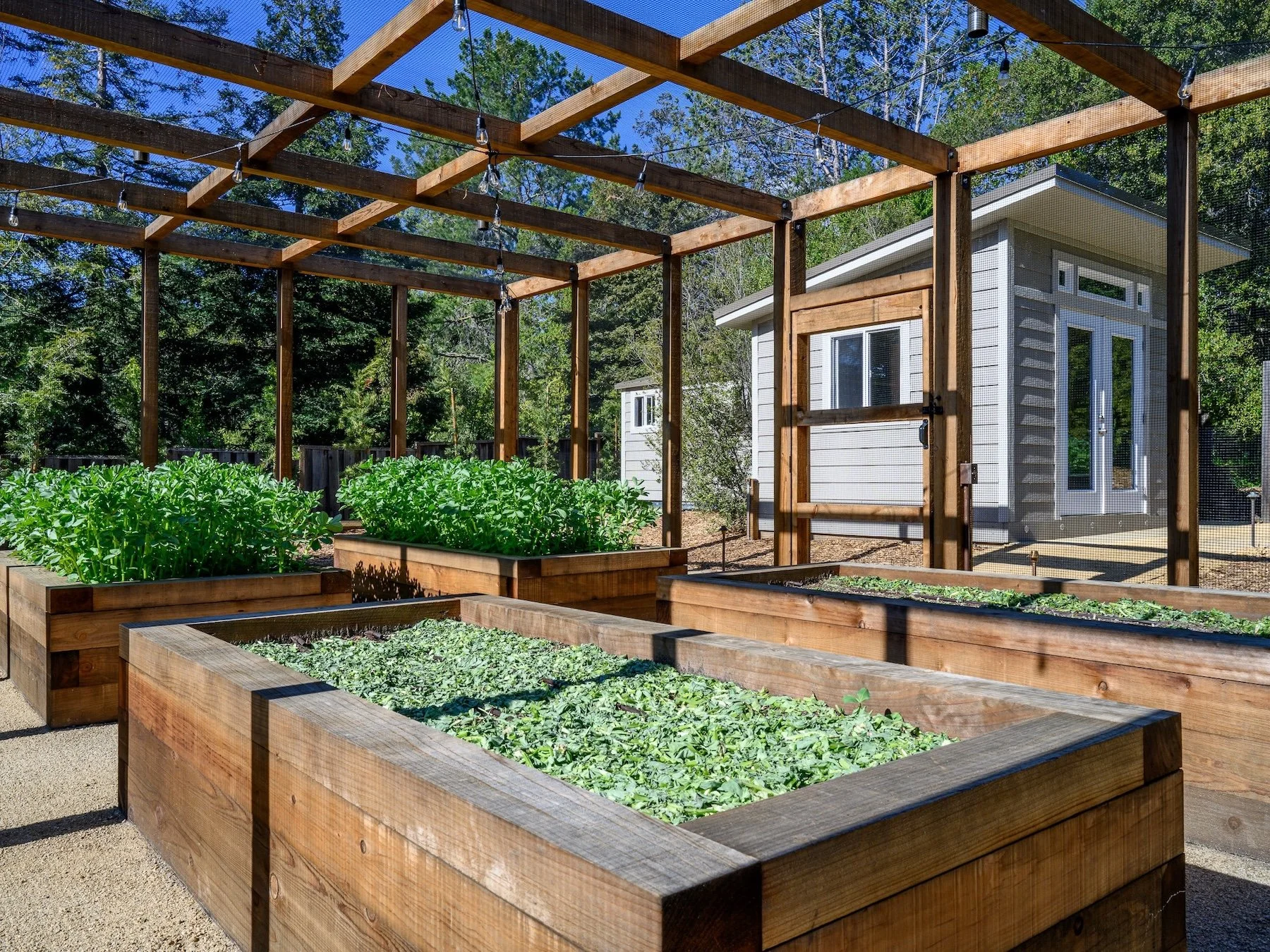 Raised garden beds with green leafy plants, wooden frame structure for shade or support, small shed with a white exterior in the background, surrounded by trees, under a clear blue sky.