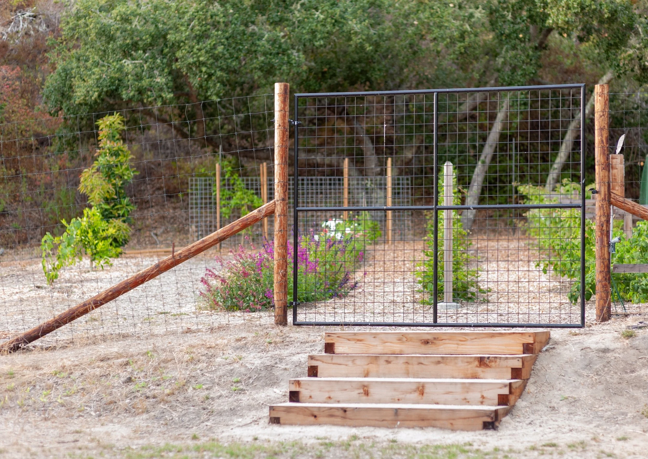 Black metal wire-mesh garden gate with wooden entry steps, framed by native oak trees -- Orchard Keepers