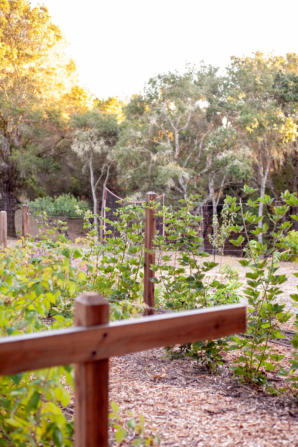 Wooden markers in lush garden -- Orchard Keepers