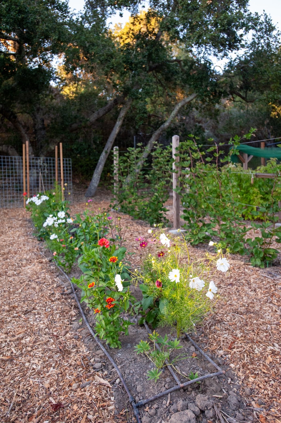 Red and white flowers blooming from a mulch garden bed -- Orchard Keepers