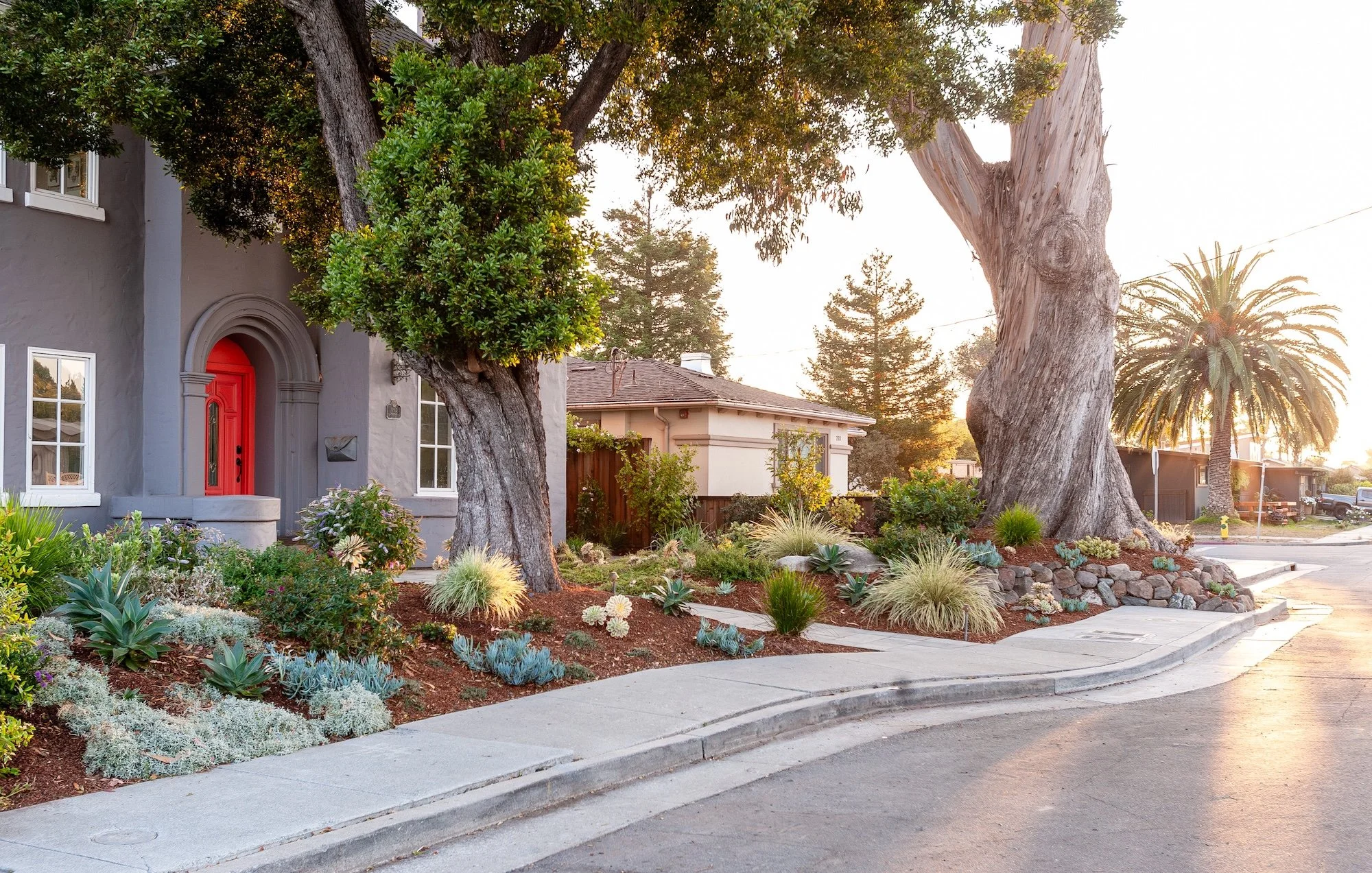 A residential front yard with a variety of succulents and drought-tolerant plants, a large twisted tree, a smaller tree, and a house with a gray exterior and a prominent red front door, during sunset.
