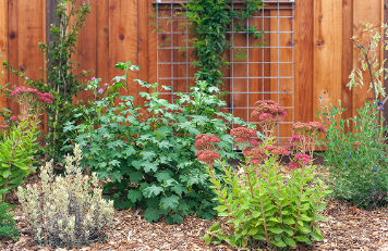 A garden with various flowering plants and greenery, enclosed by a wooden fence with a metal trellis.