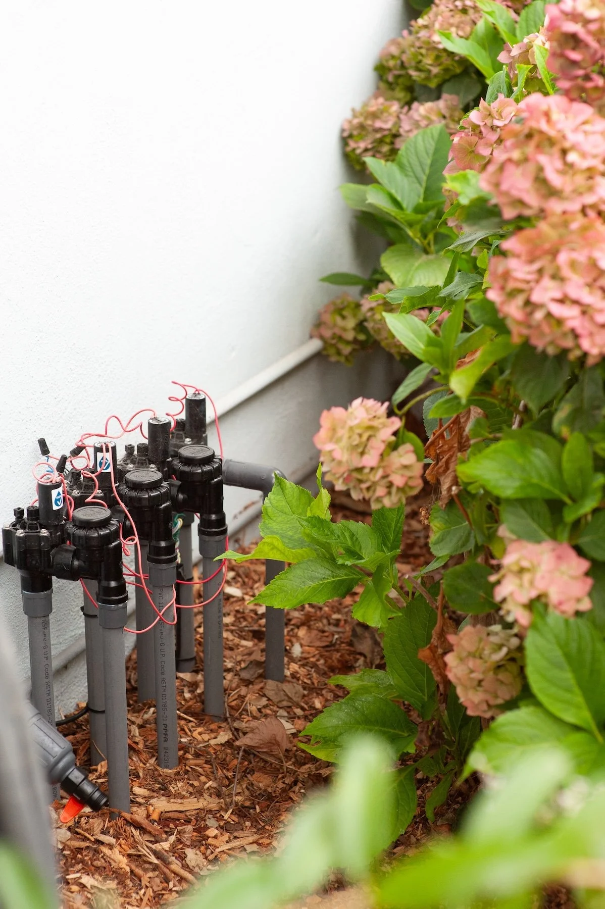 Drip irrigation valve manifold installed near blooming hydrangea shrubs along a garden fence -- Orchard Keepers