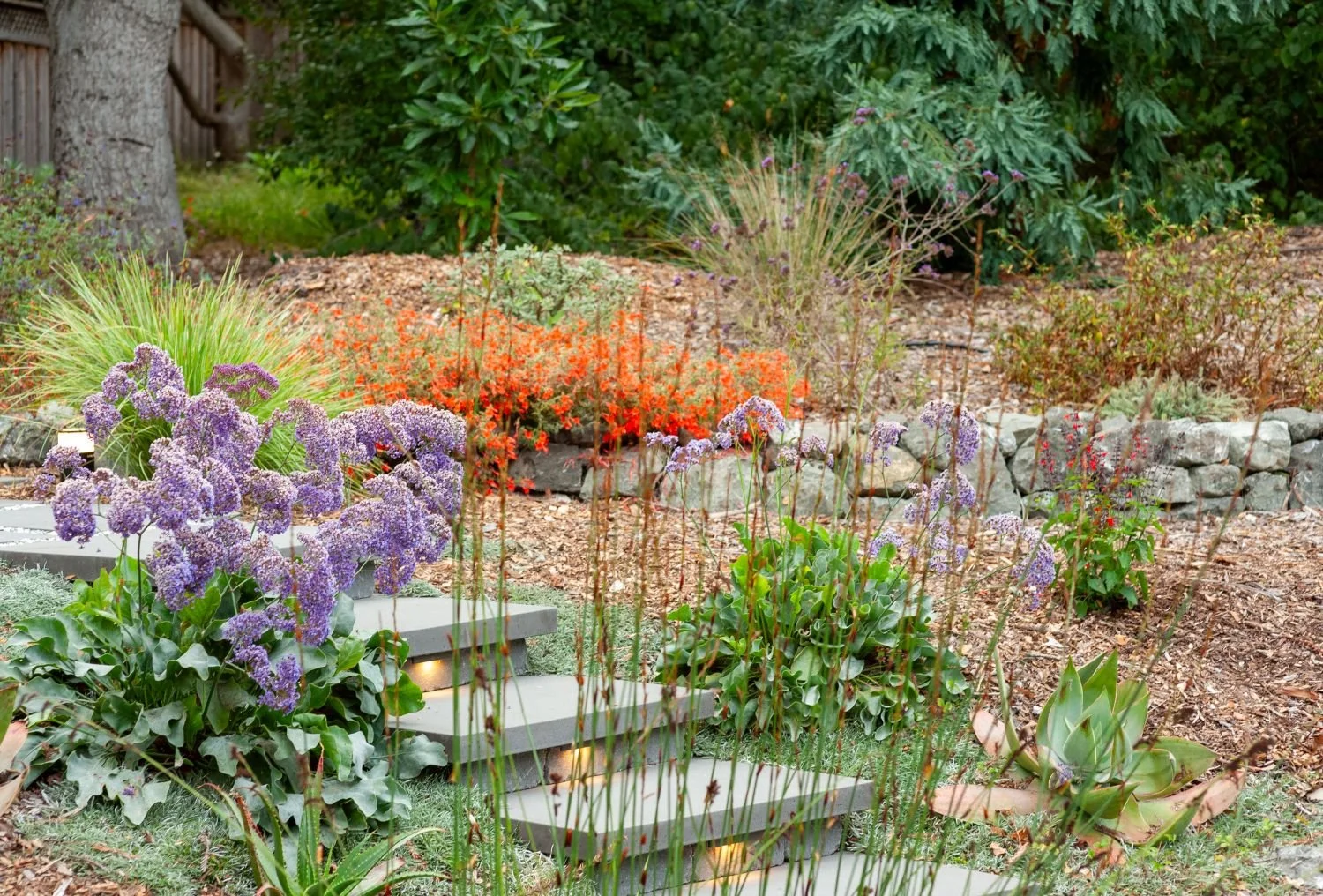 Globe alliums and grasses above a dry stacked stone retaining wall — Orchard Keepers
