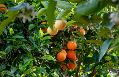 Oranges ripening on a citrus tree with green leaves.