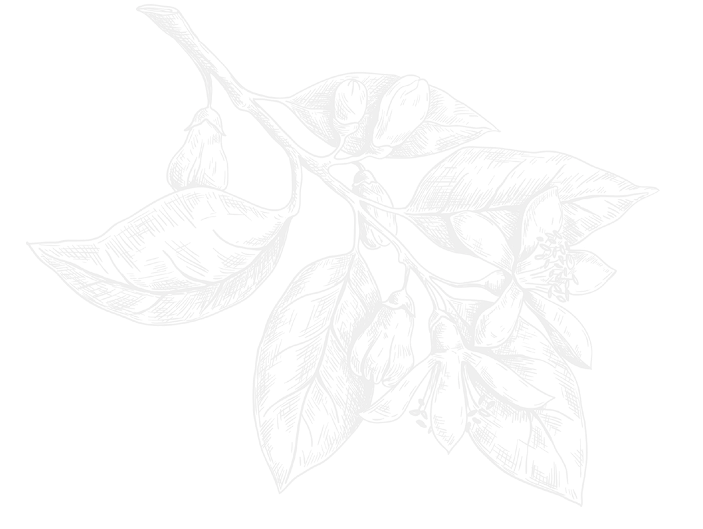 Black and white drawing of a flowering plant with leaves, buds, and small flowers.