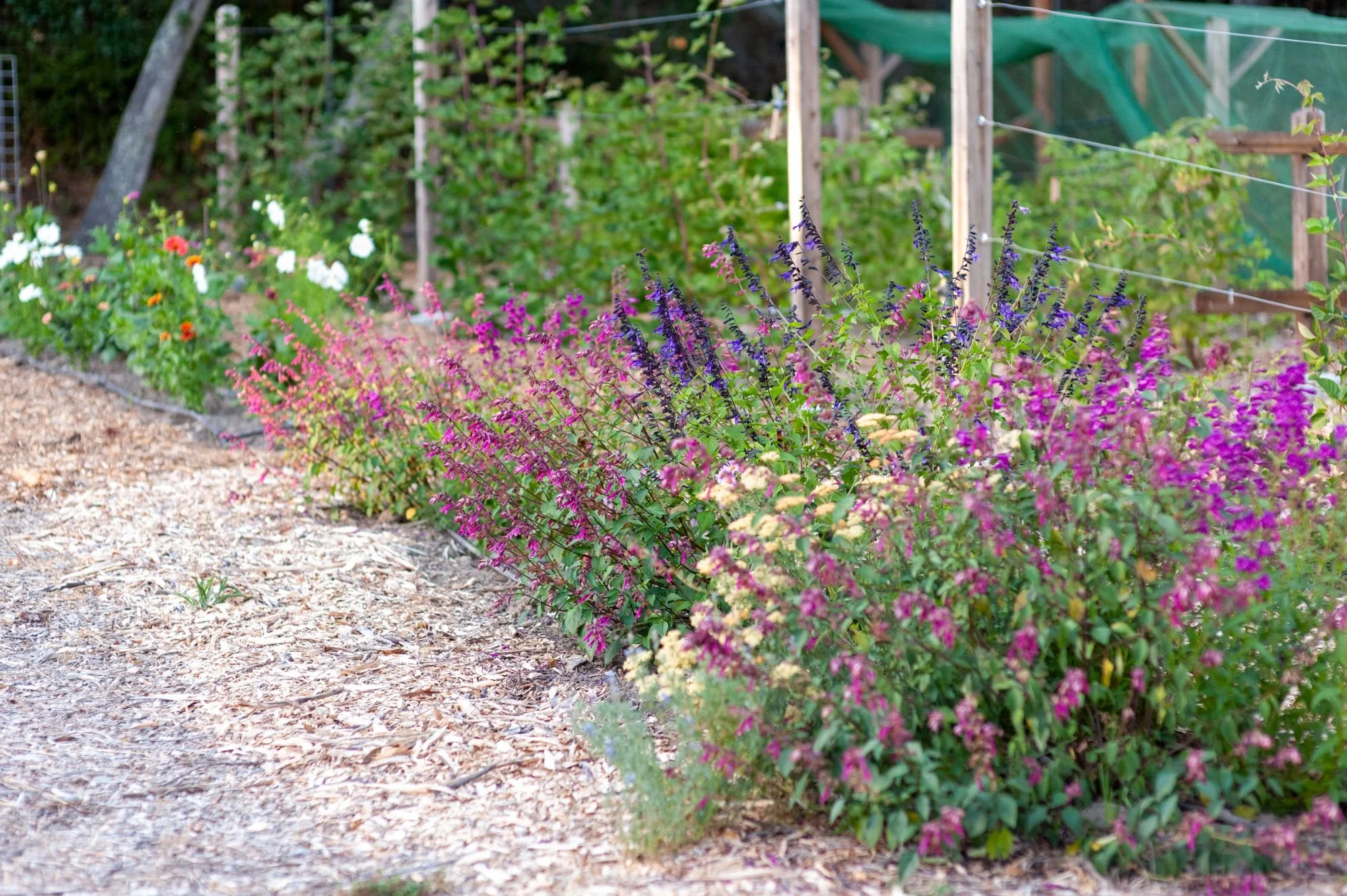 Pink and purple salvia in full bloom along a mulched garden path — Orchard Keepers