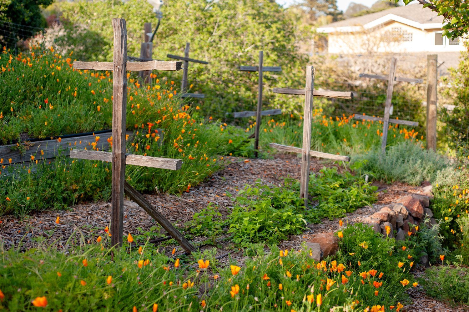Wooden trellis stakes rising from mulched garden beds edged with orange California poppies — Orchard Keepers