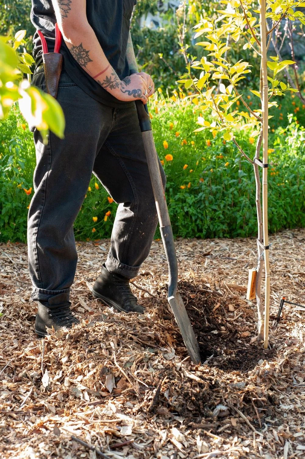 Edible landscape installation company transforming a backyard in Santa Cruz County, CA