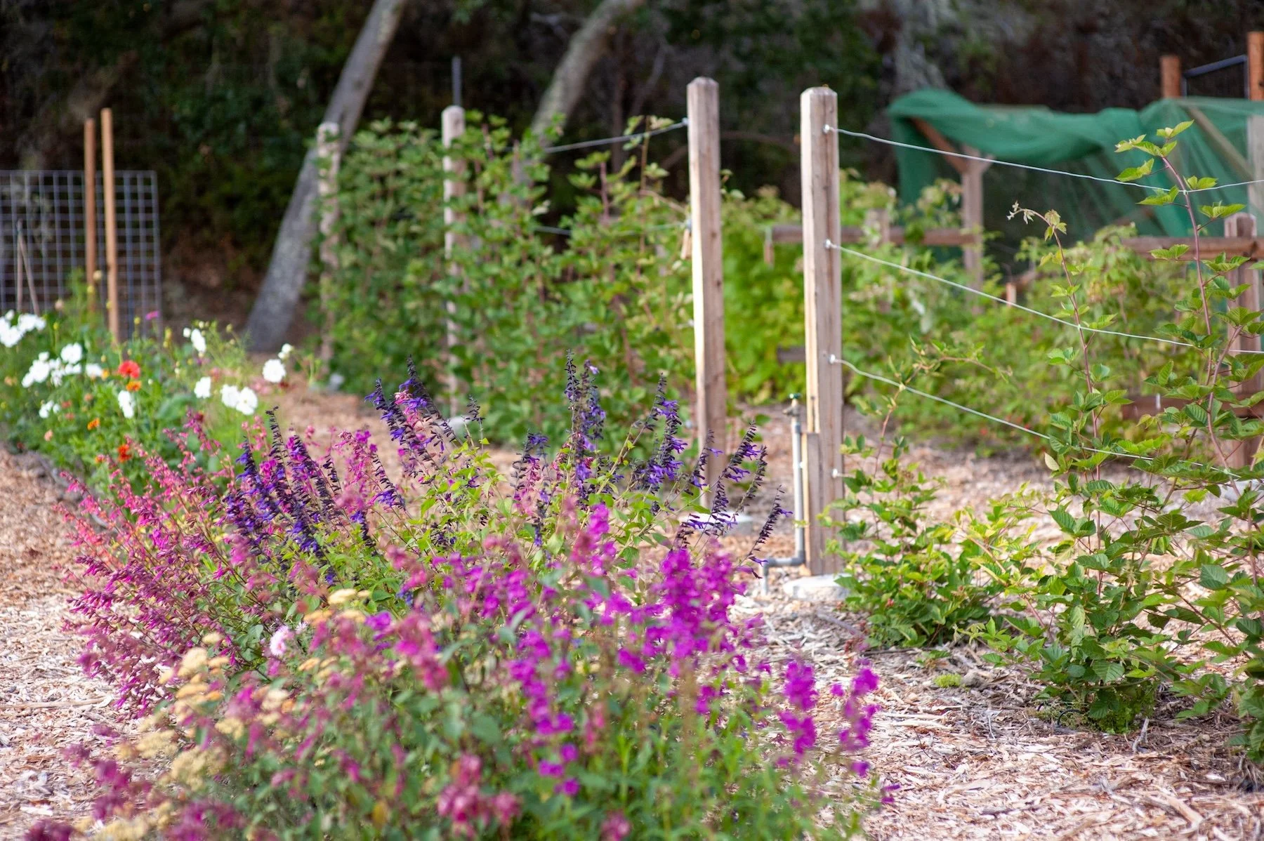 Garden with colorful flowers in the foreground, and a wooden fence with green plants and trees in the background.