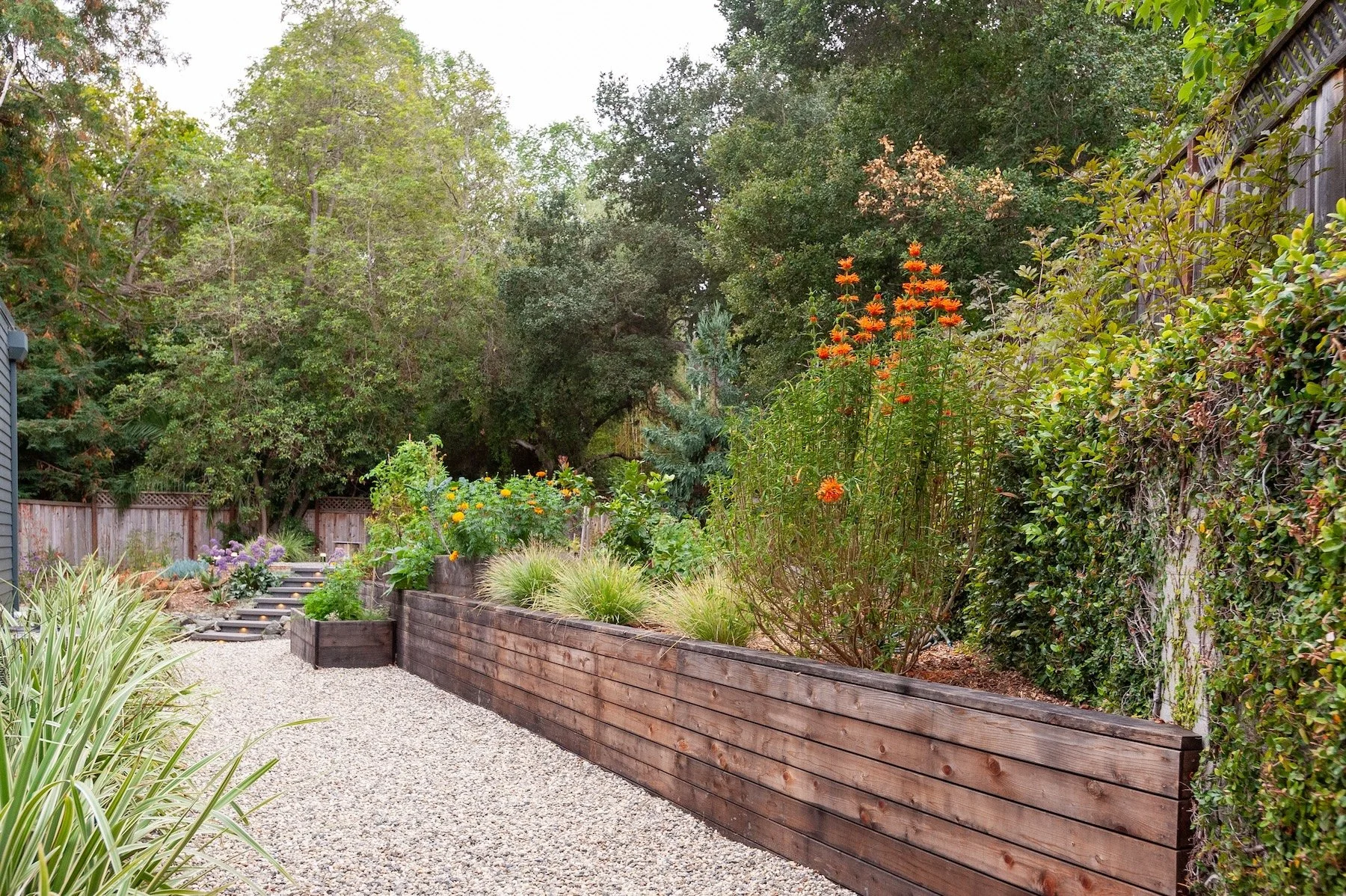 Gravel garden path lined with a wooden retaining bed and native perennial plantings - Orchard Keepers