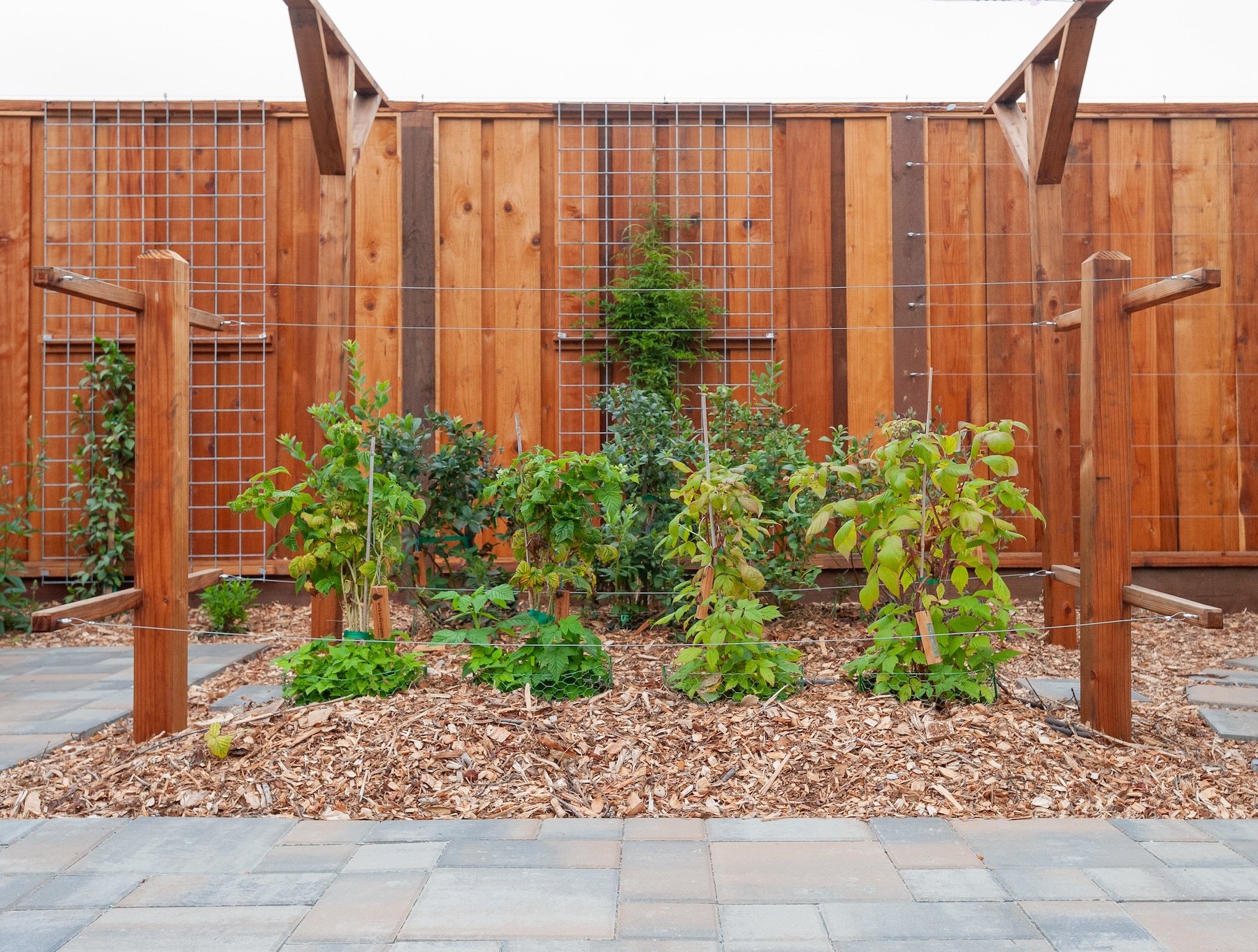 Wooden and wire trellis structure with climbing vines planted along a paver patio garden bed -- Orchard Keepers